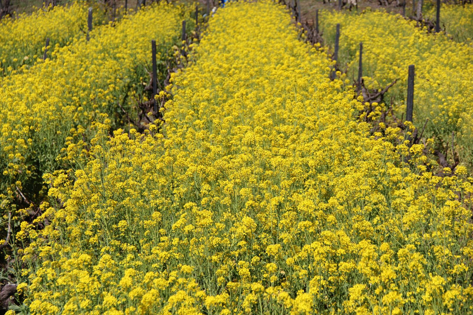 Canon EF-S 18-135mm F3.5-5.6 IS sample photo. Flowers, spring, portugal photography