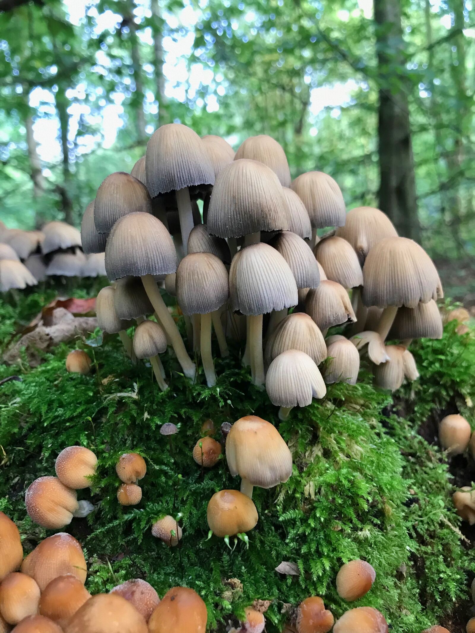 iPhone 7 Plus back dual camera 3.99mm f/1.8 sample photo. Mushrooms, forest floor, the photography