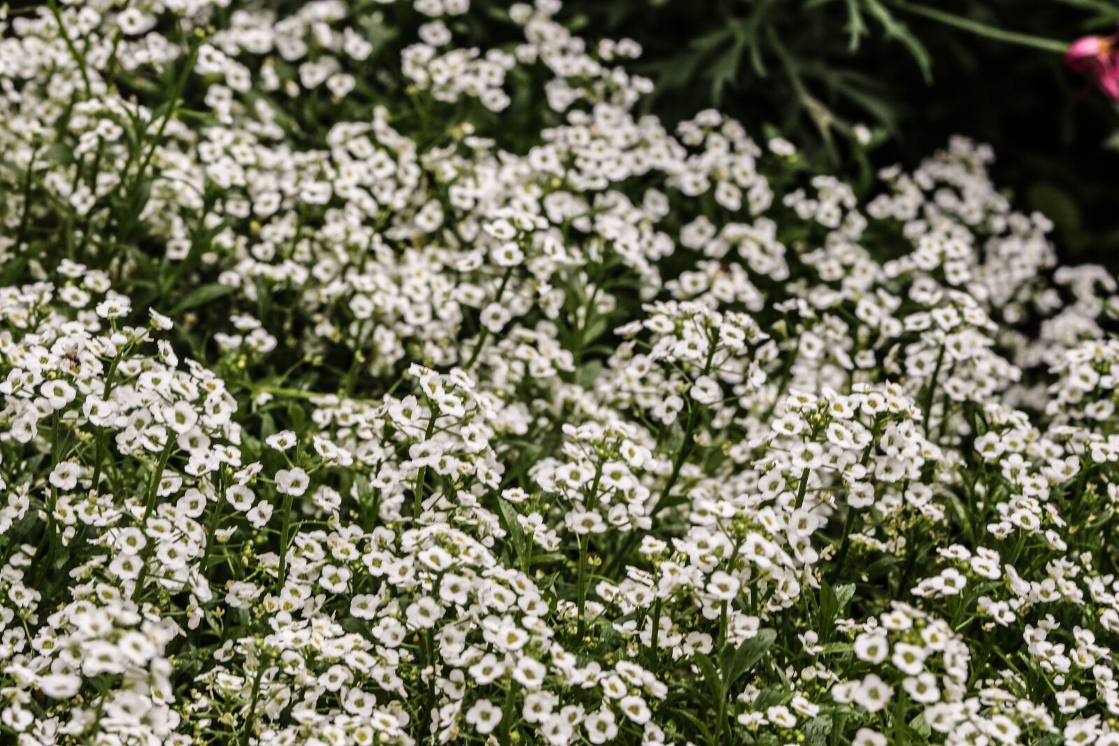 Canon EOS 7D Mark II sample photo. Flower, macro, garden flower photography