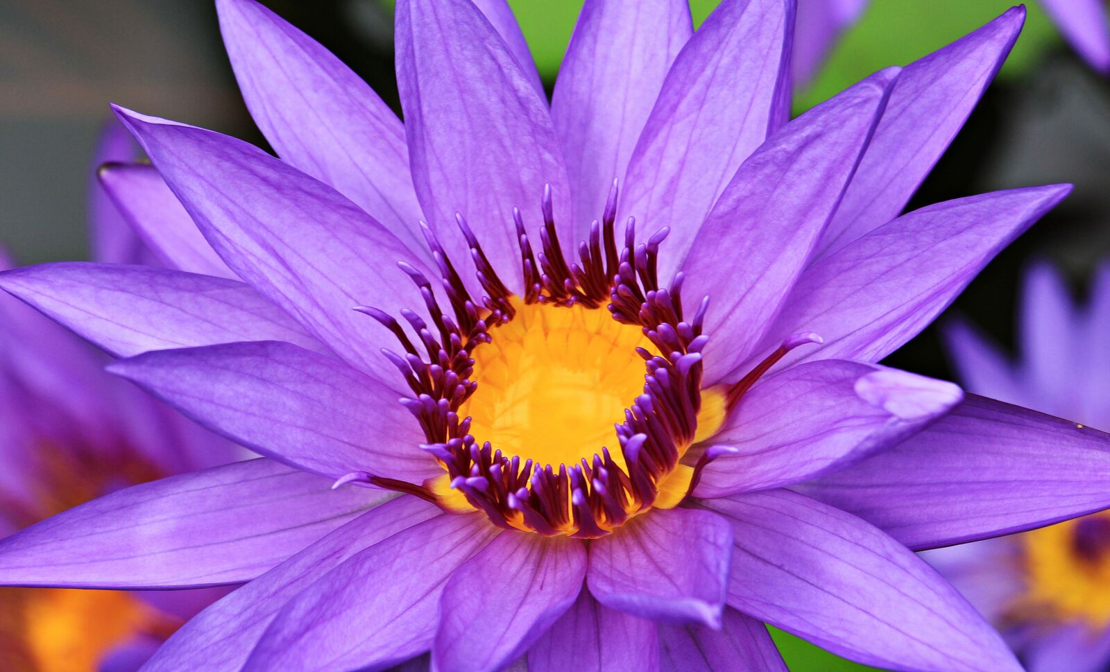 Canon EOS 550D (EOS Rebel T2i / EOS Kiss X4) sample photo. Water lily, nuphar lutea photography