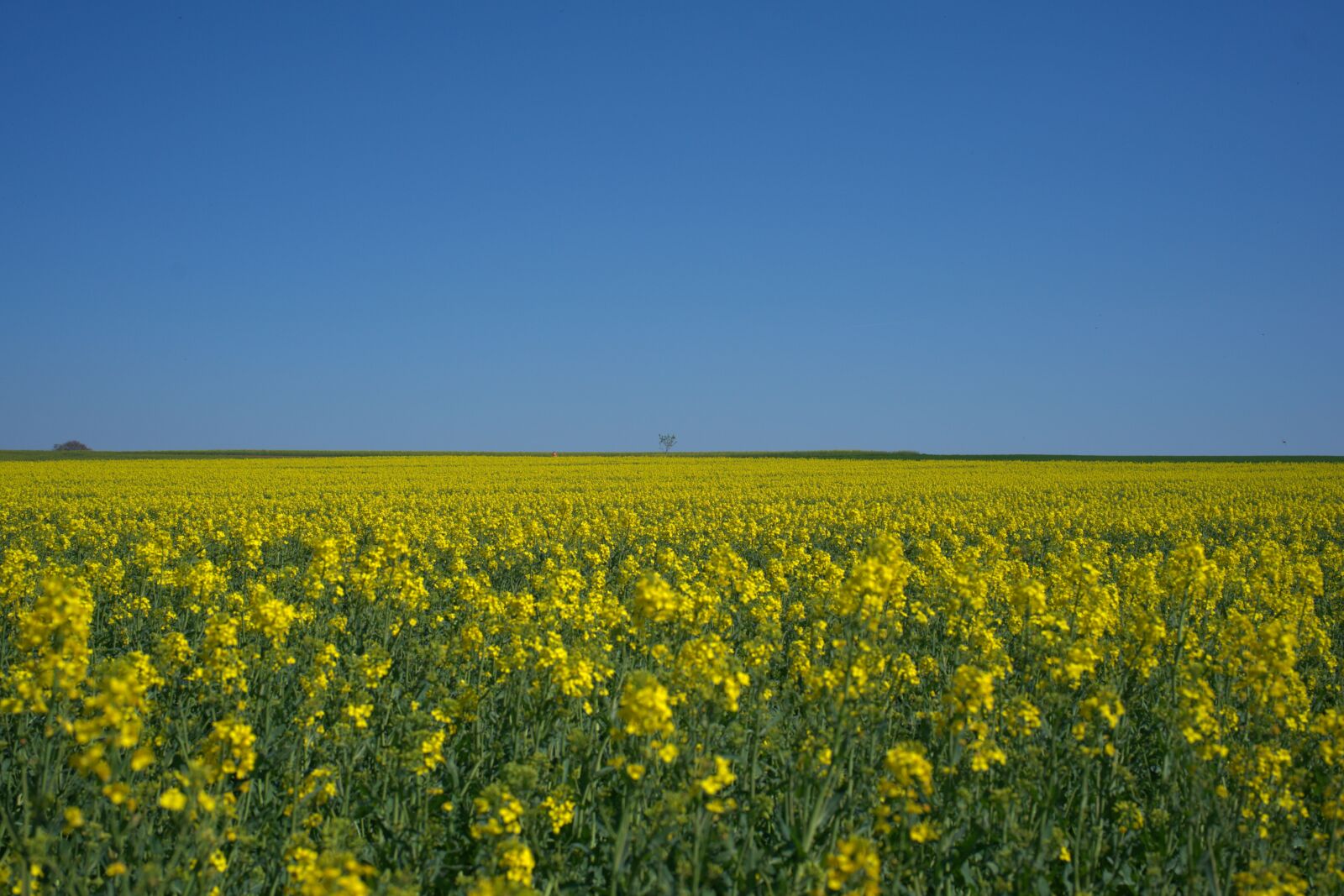 Sony FE 50mm F2.8 Macro sample photo. Sky, oilseed rape, spring photography