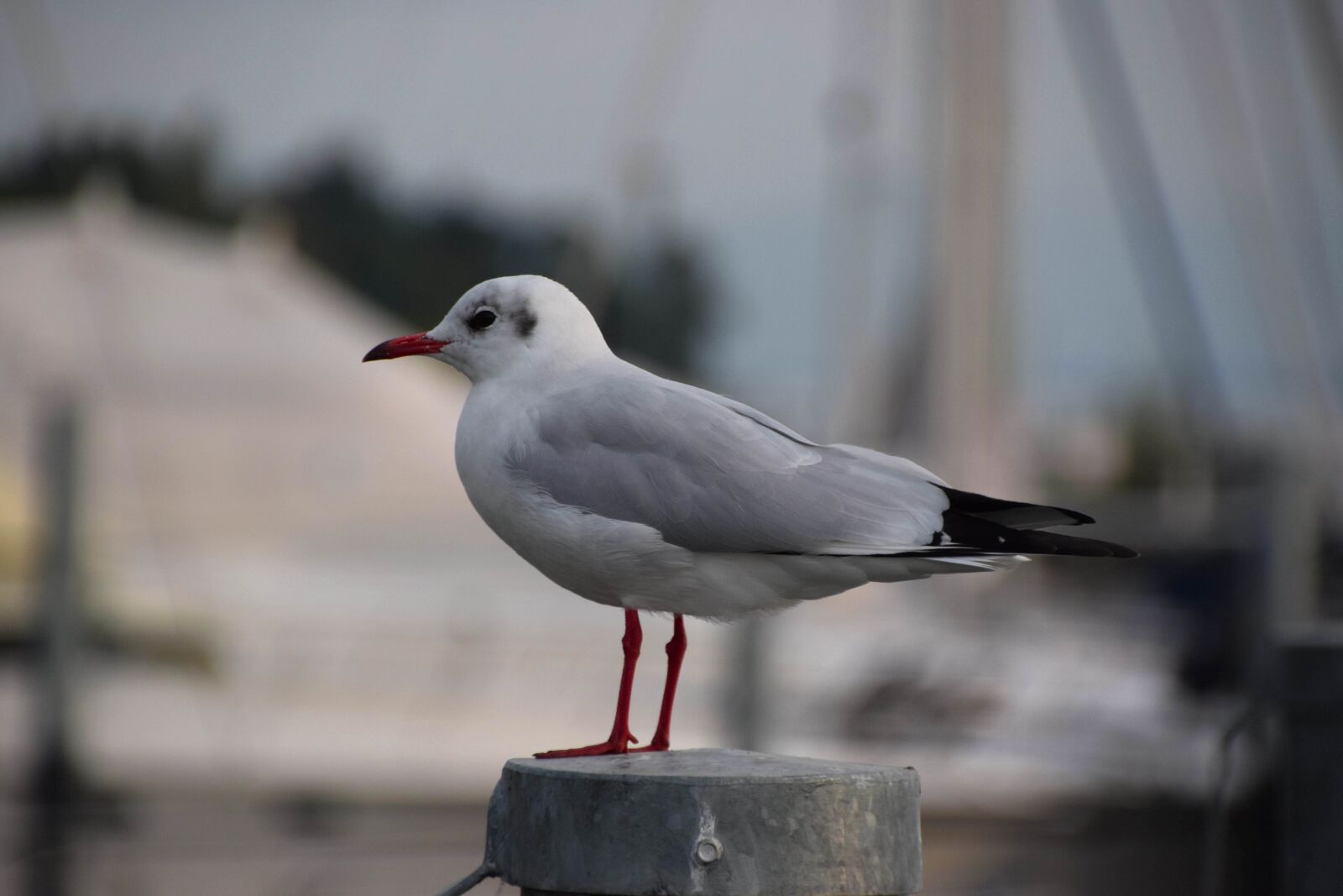 Nikon D3300 sample photo. Seagull, nature, bird photography