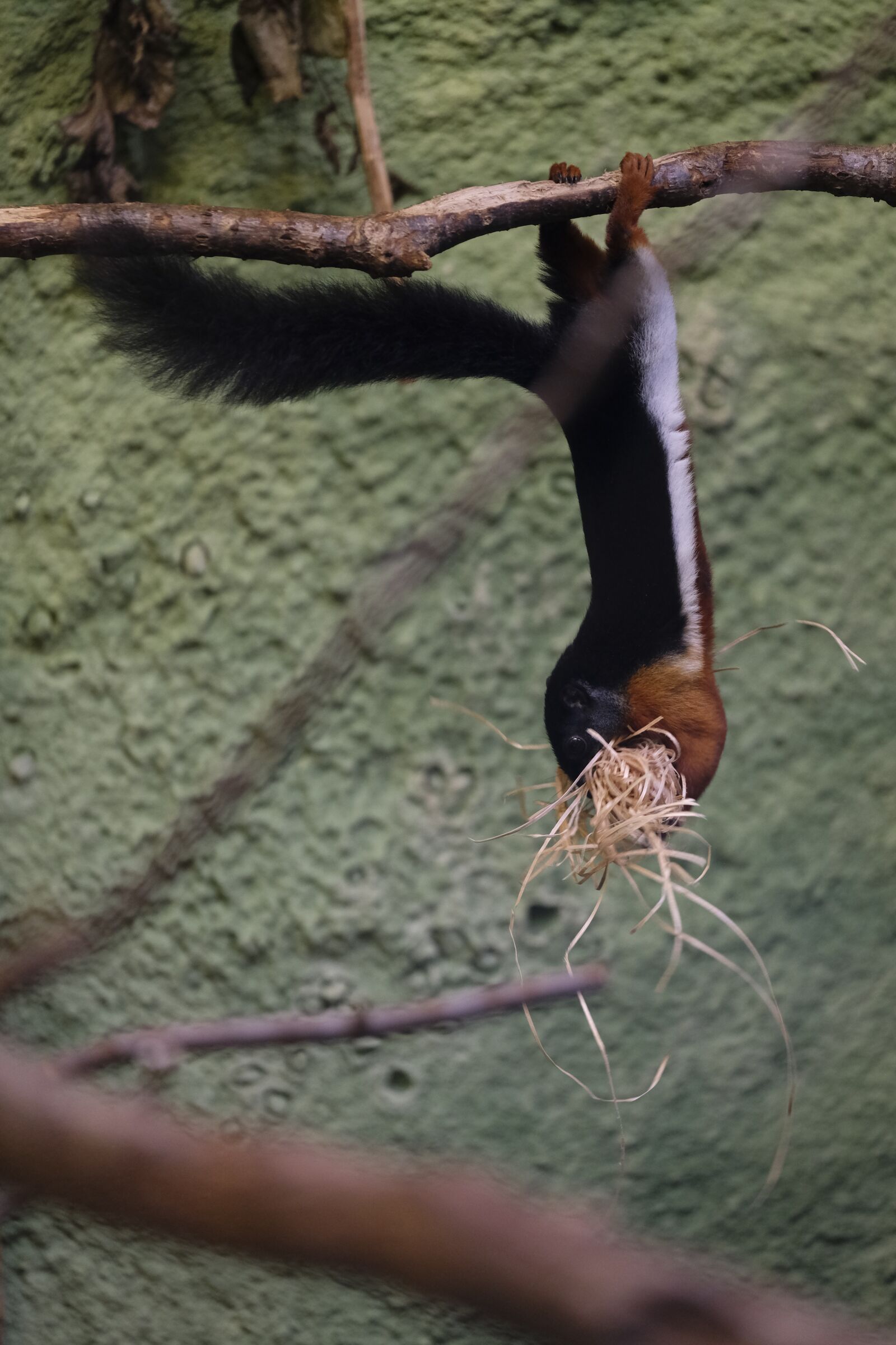 Fujifilm XF 50-140mm F2.8 R LM OIS WR sample photo. Squirrel, animal, rodent photography