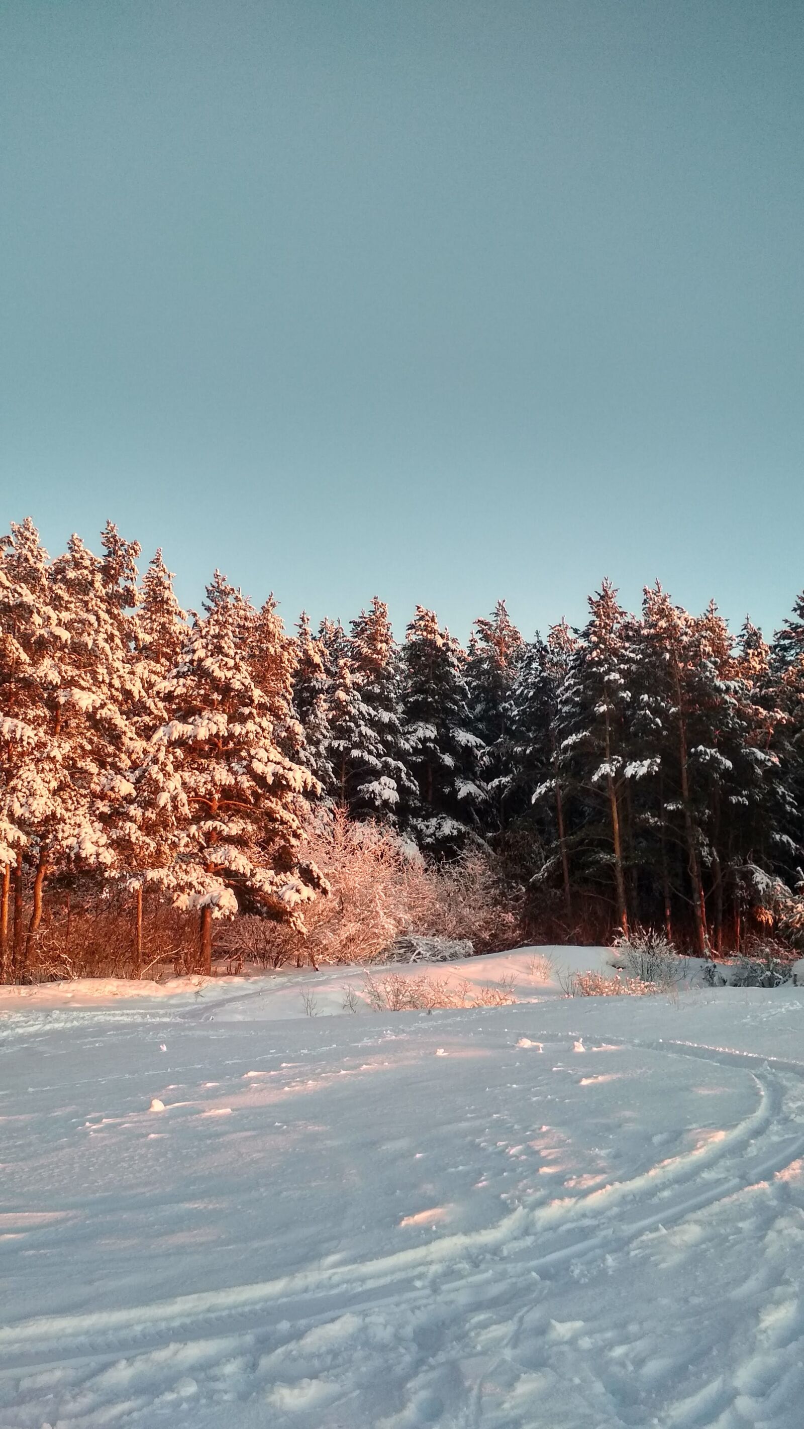 Xiaomi Redmi 4X sample photo. Winter, tree, snow photography
