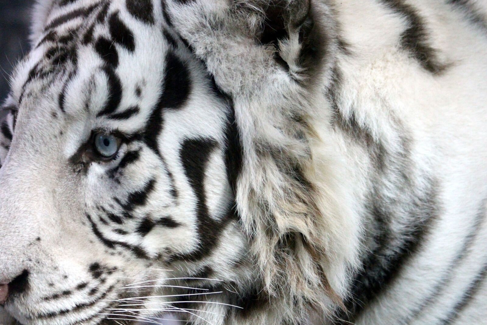 Canon EOS 650D (EOS Rebel T4i / EOS Kiss X6i) sample photo. White tiger, bengal tiger photography