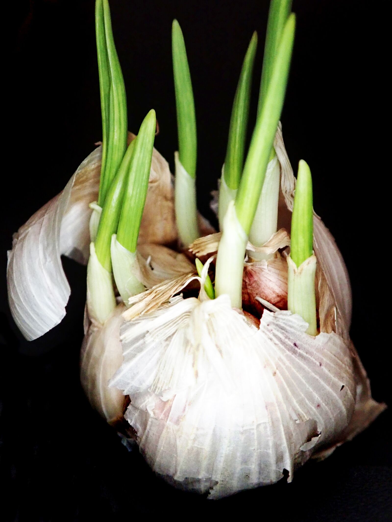 Olympus TG-5 sample photo. Garlic, sprouting, food photography