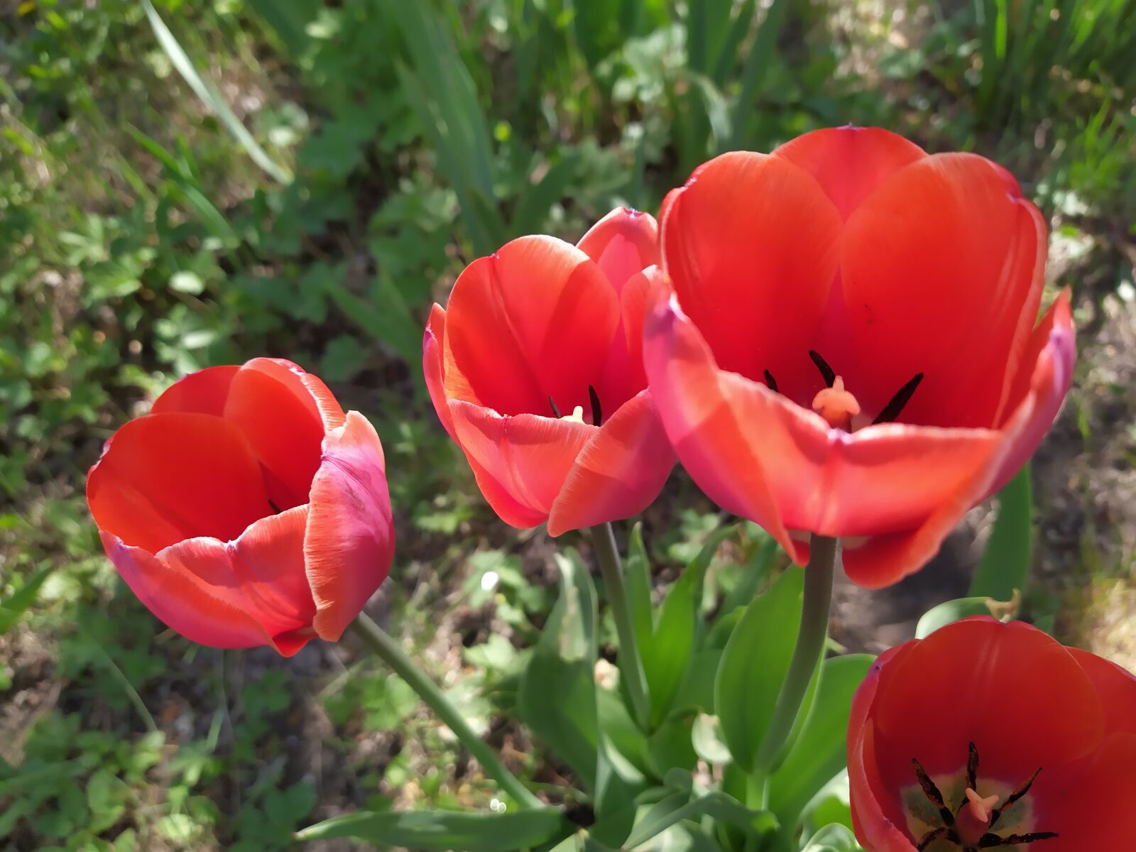 Xiaomi Redmi Note 7 sample photo. Tulips, red, spring photography