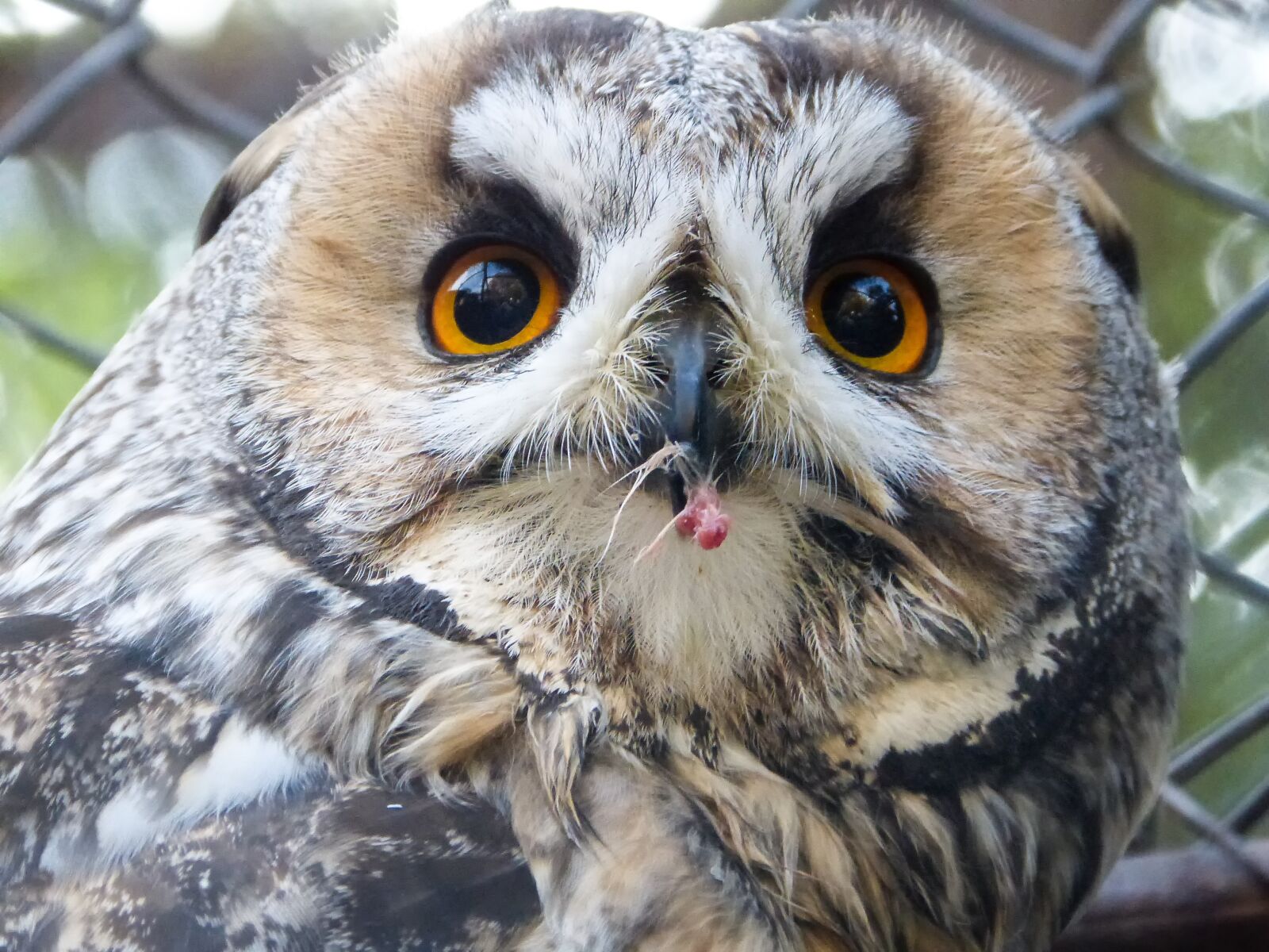 Panasonic DMC-FZ62 sample photo. Eagle owl, zoo, bird photography