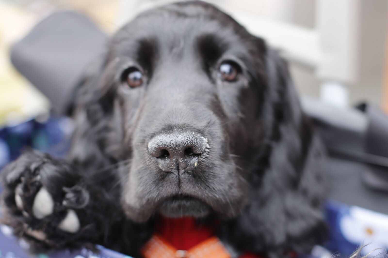 Canon EF 50mm F1.4 USM sample photo. Puppy, cute, young photography