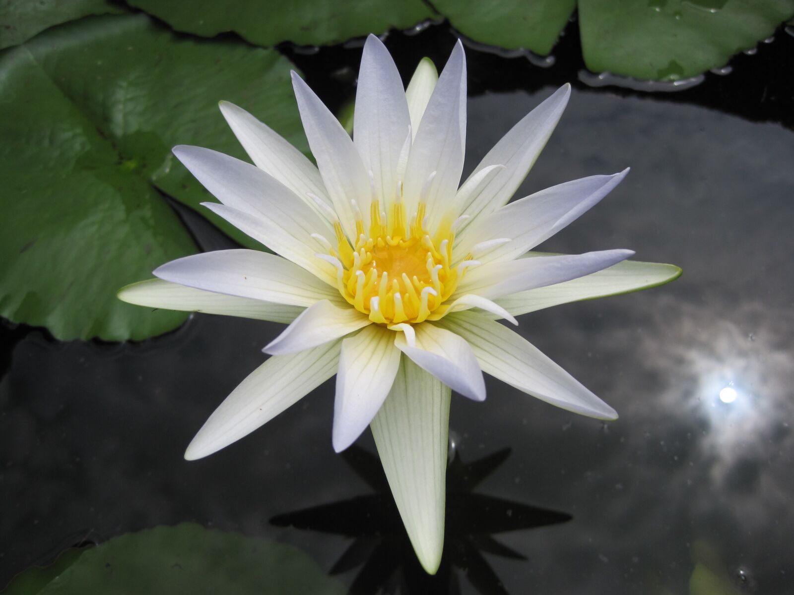 Canon PowerShot SD1200 IS (Digital IXUS 95 IS / IXY Digital 110 IS) sample photo. White lotus, pond, flower photography