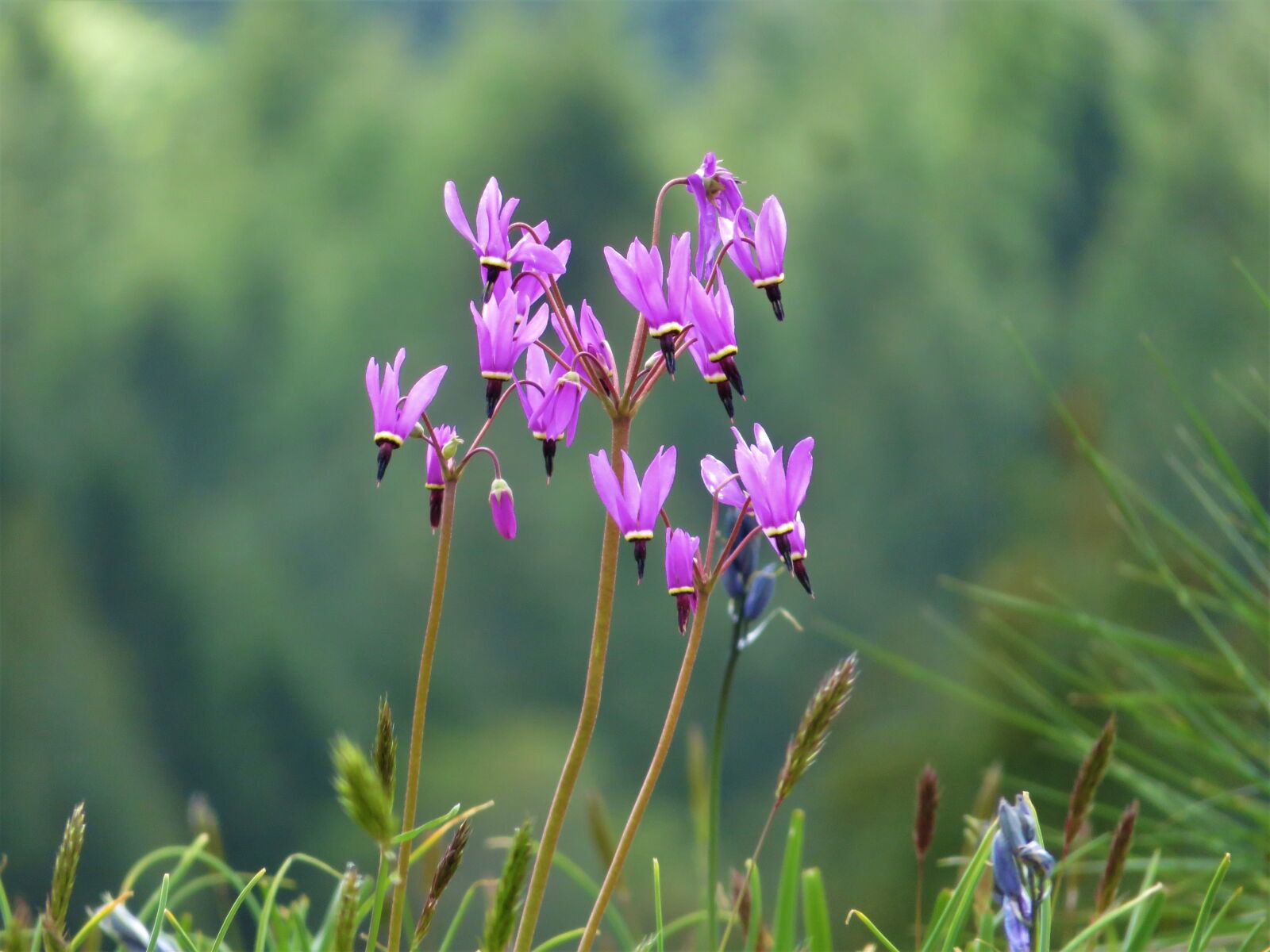 Canon PowerShot SX700 HS sample photo. Spring, flower, shooting star photography