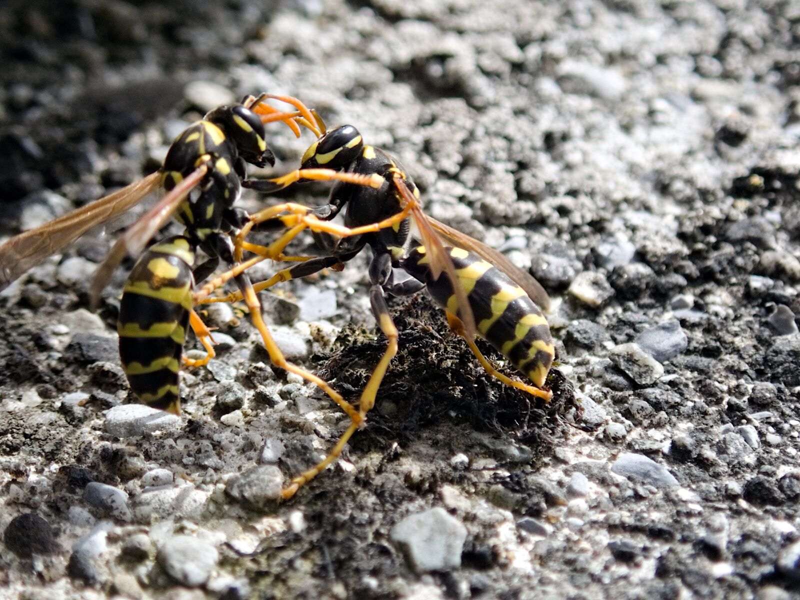 Olympus TG-5 sample photo. Wasps, insect, fight photography
