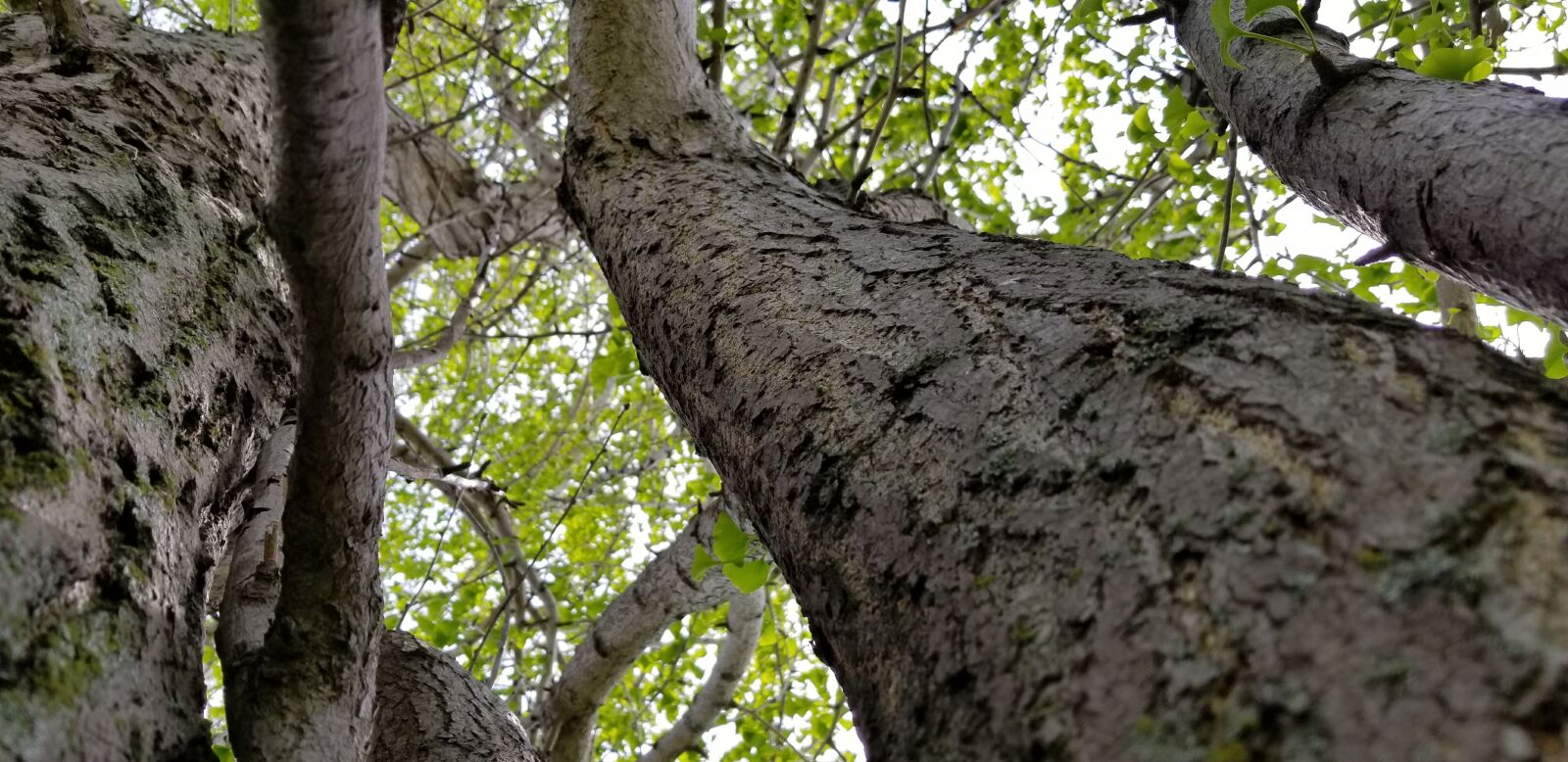 Samsung Galaxy S8 sample photo
