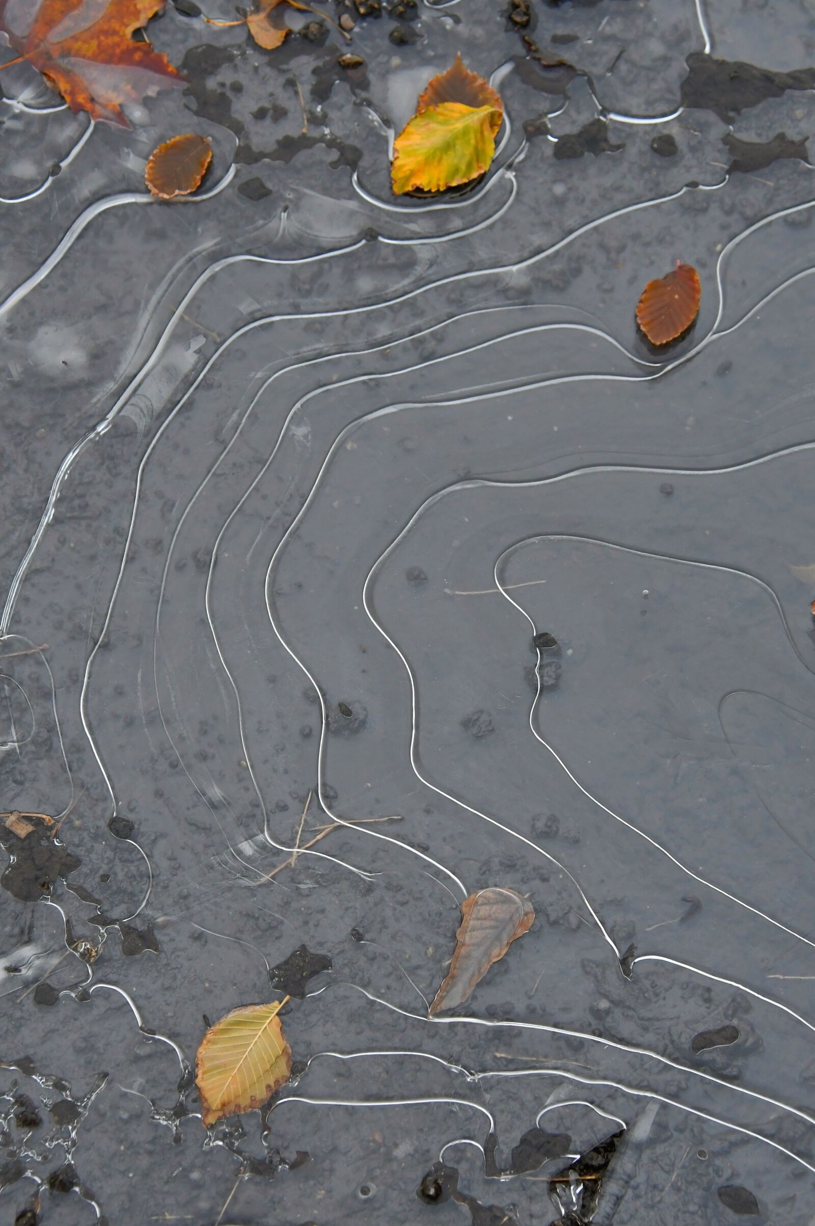 Nikon D3200 sample photo. Leaves, ice, frozen photography