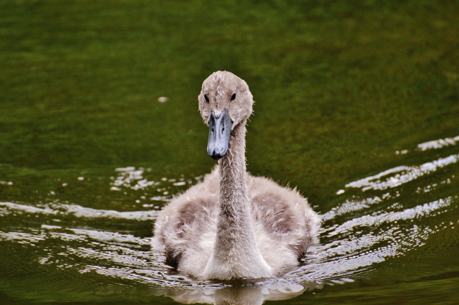 Nikon D3200 sample photo. Swan, young animal, bird photography