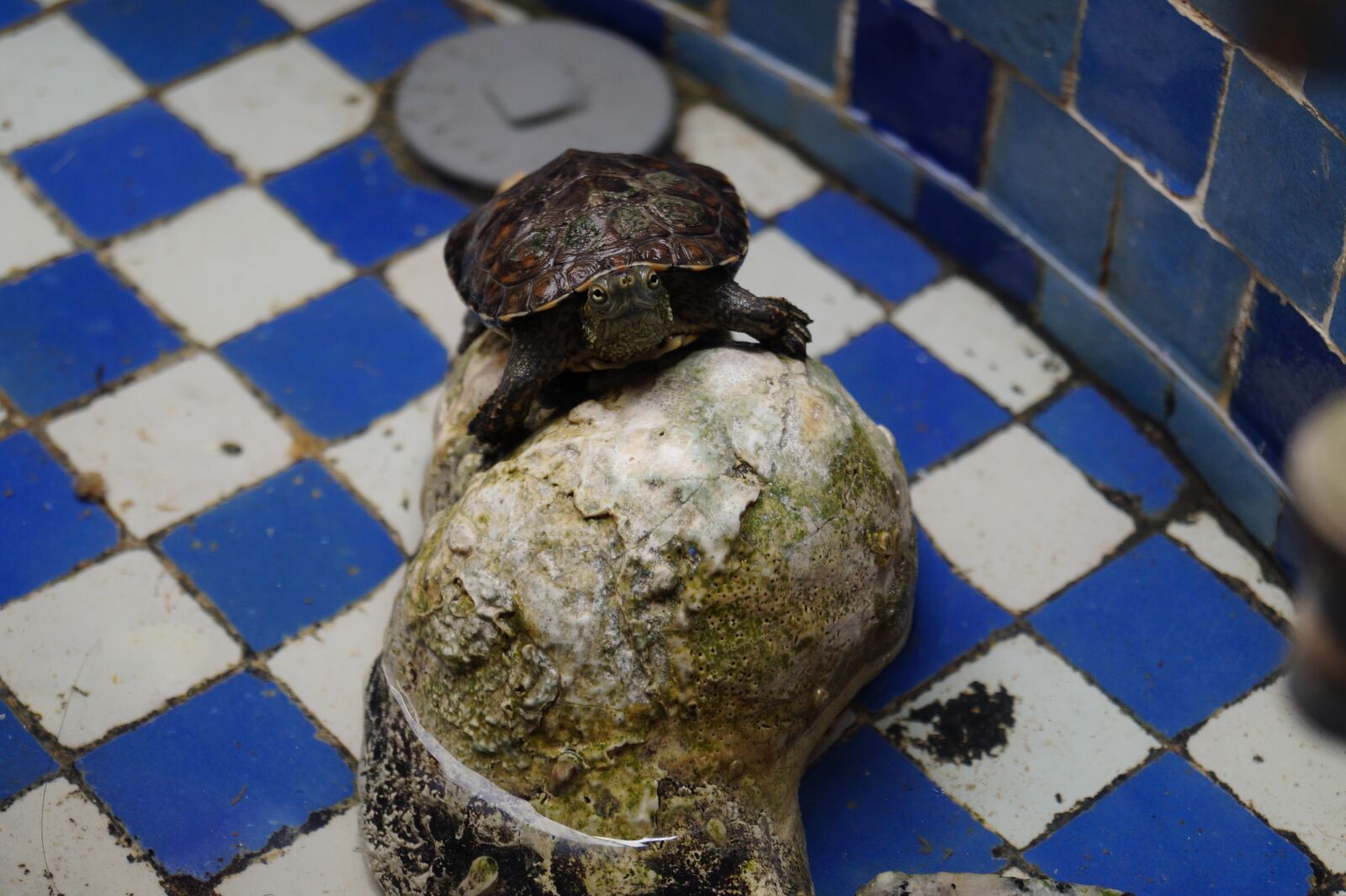 Sony DT 18-55mm F3.5-5.6 SAM II sample photo. Turtle, blue, chefchaouen photography