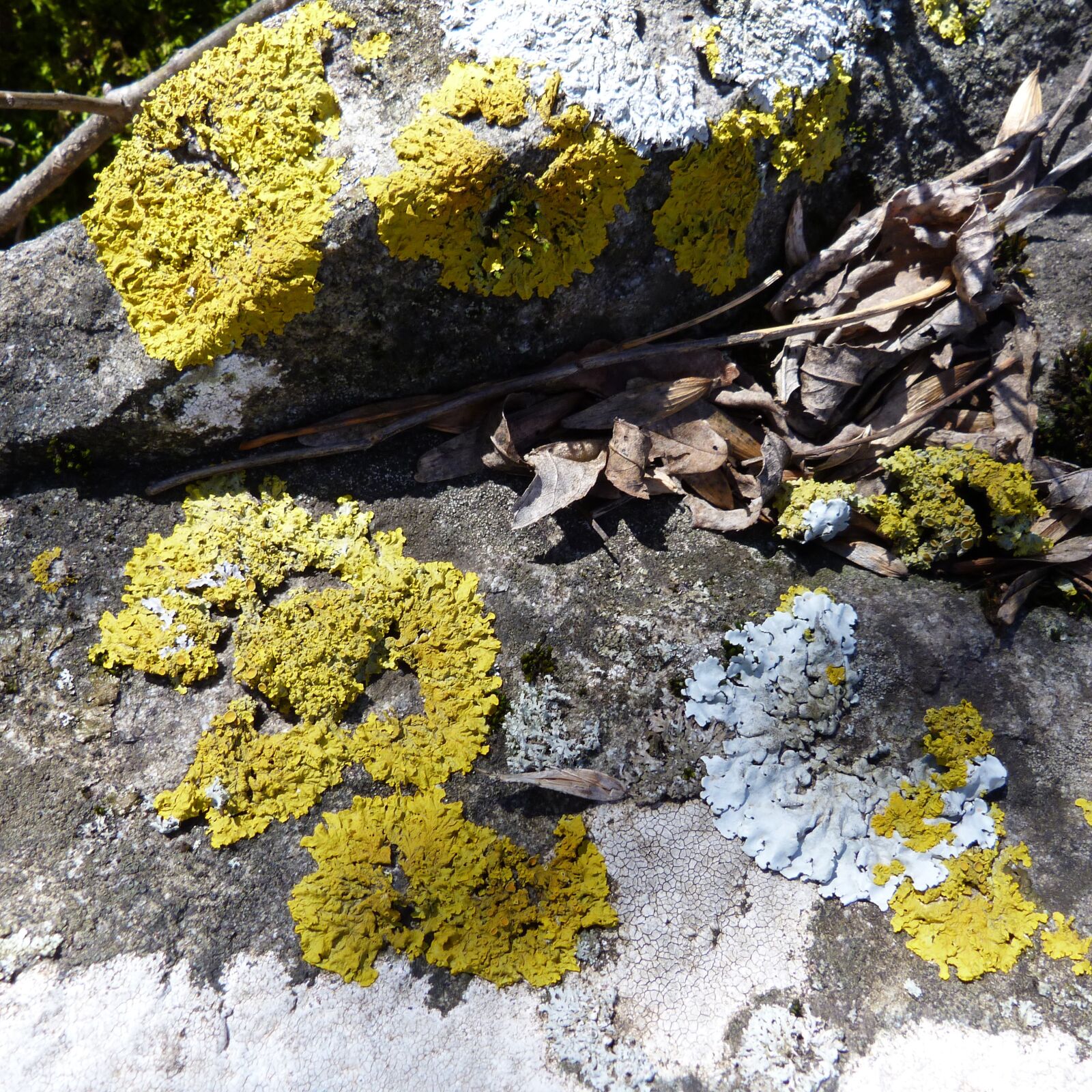 Panasonic Lumix DMC-FZ40 (Lumix DMC-FZ45) sample photo. Lichen, pierre, macro photography