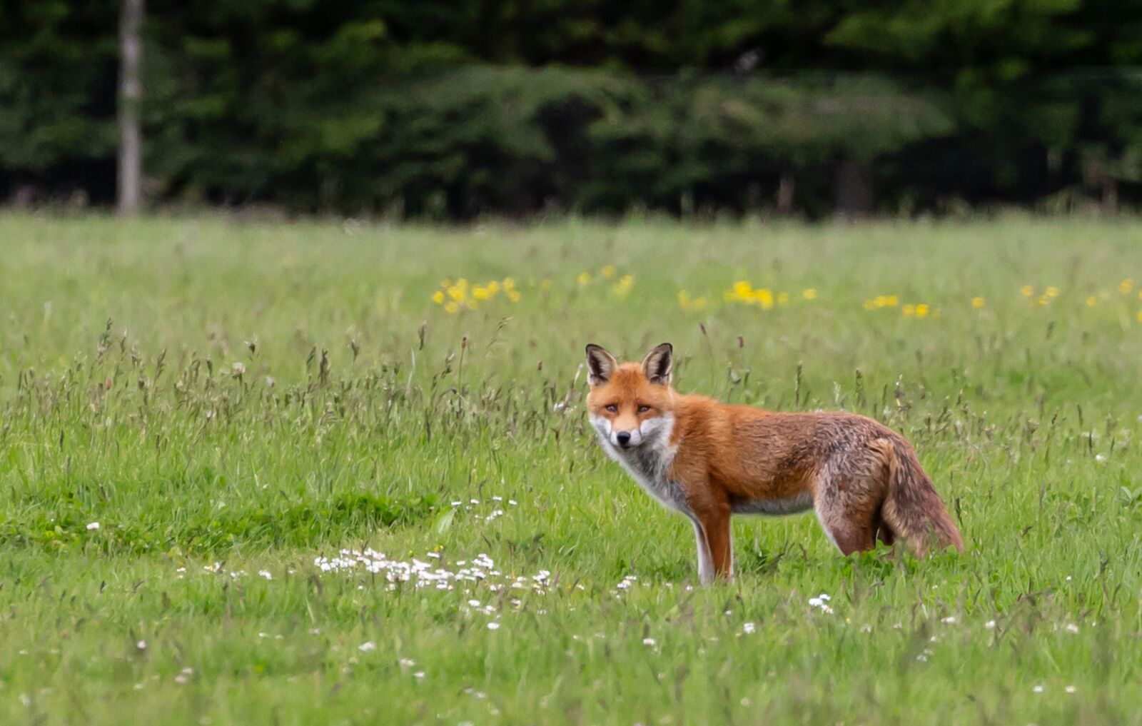 Canon EOS 5D Mark III sample photo. Fox, wild fox, healthy photography