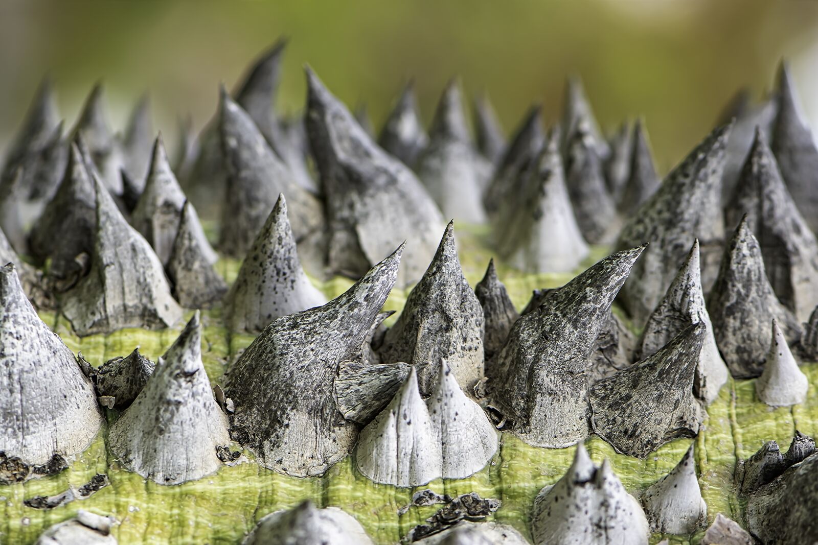 Nikon D5600 sample photo. Bark, tree, spines photography