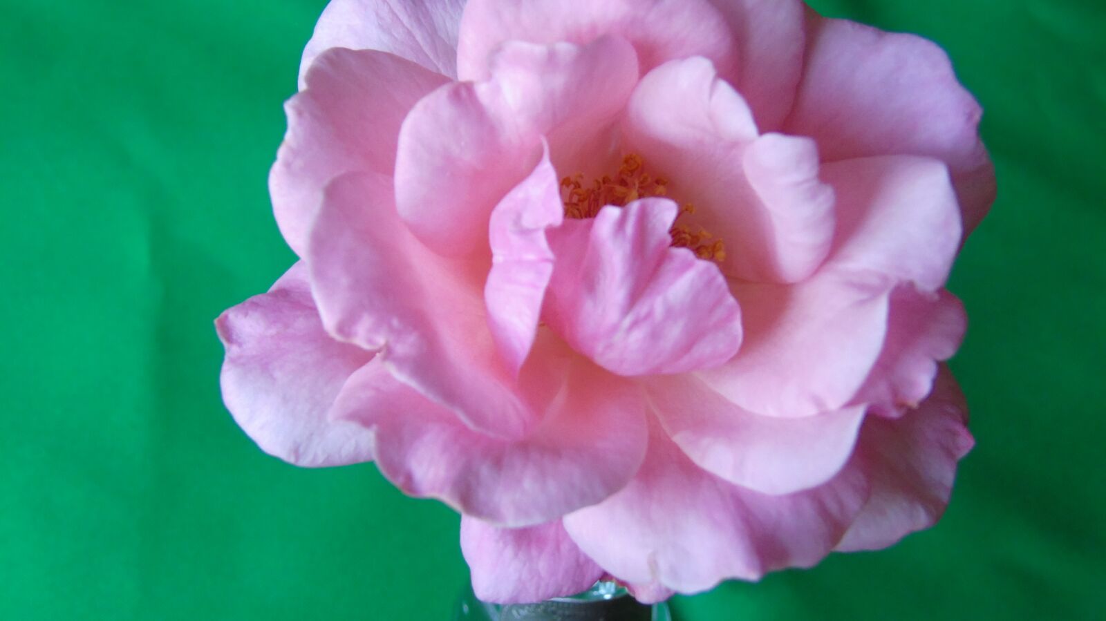 Sony Cyber-shot DSC-H400 sample photo. Pink, nice, romantic photography