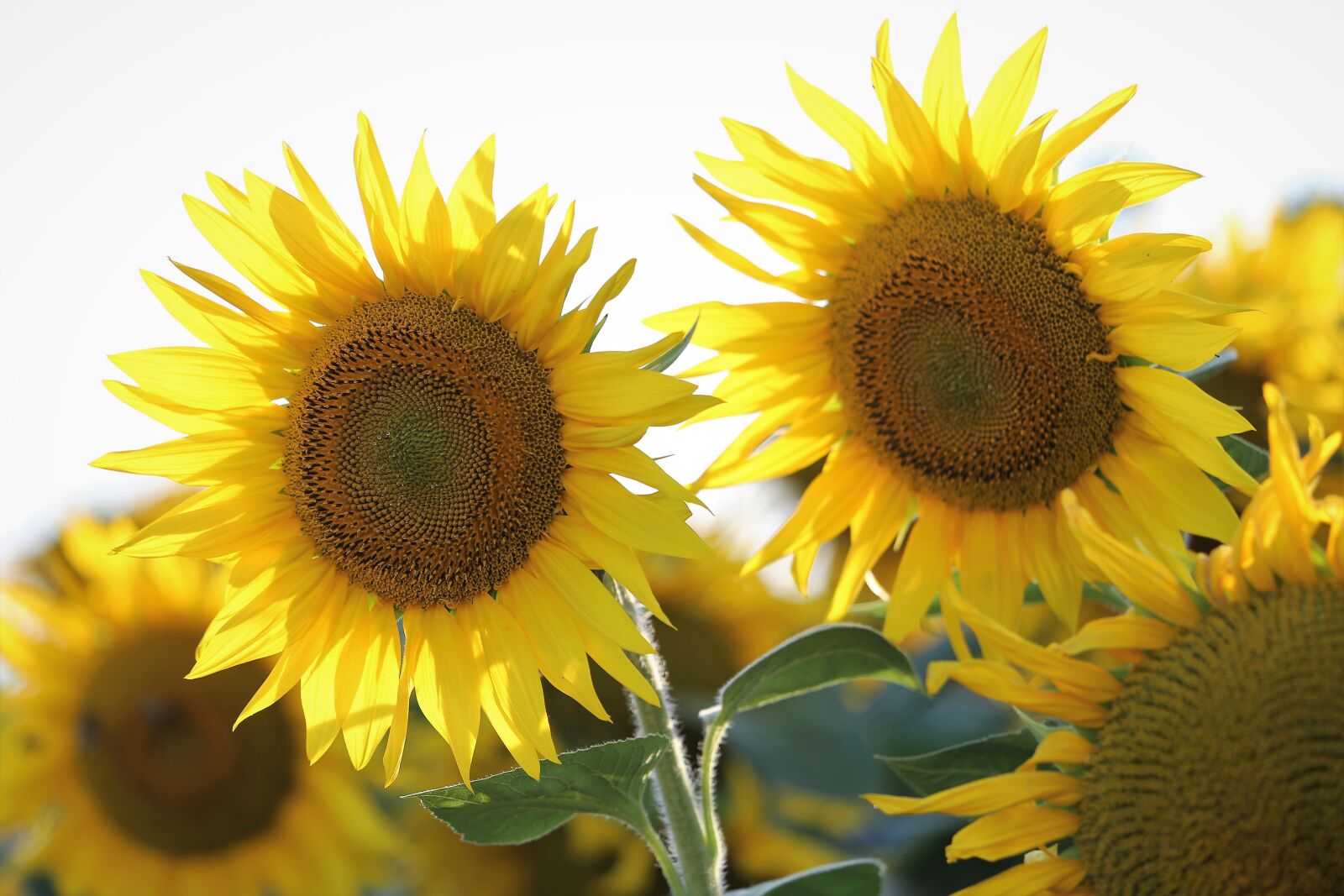 Canon EF 70-300 F4-5.6 IS II USM sample photo. Agriculture, sunflowers, bloom photography