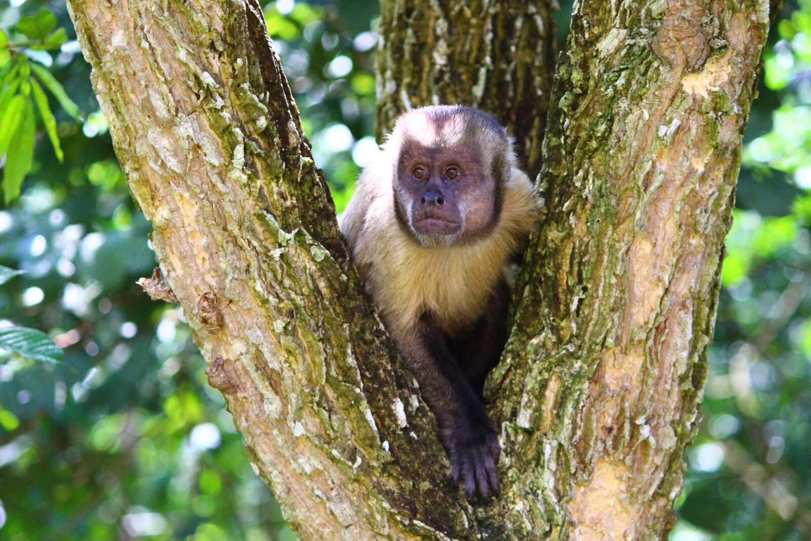 Canon EOS 700D (EOS Rebel T5i / EOS Kiss X7i) sample photo. Monkey, capuchin monkey, primate photography