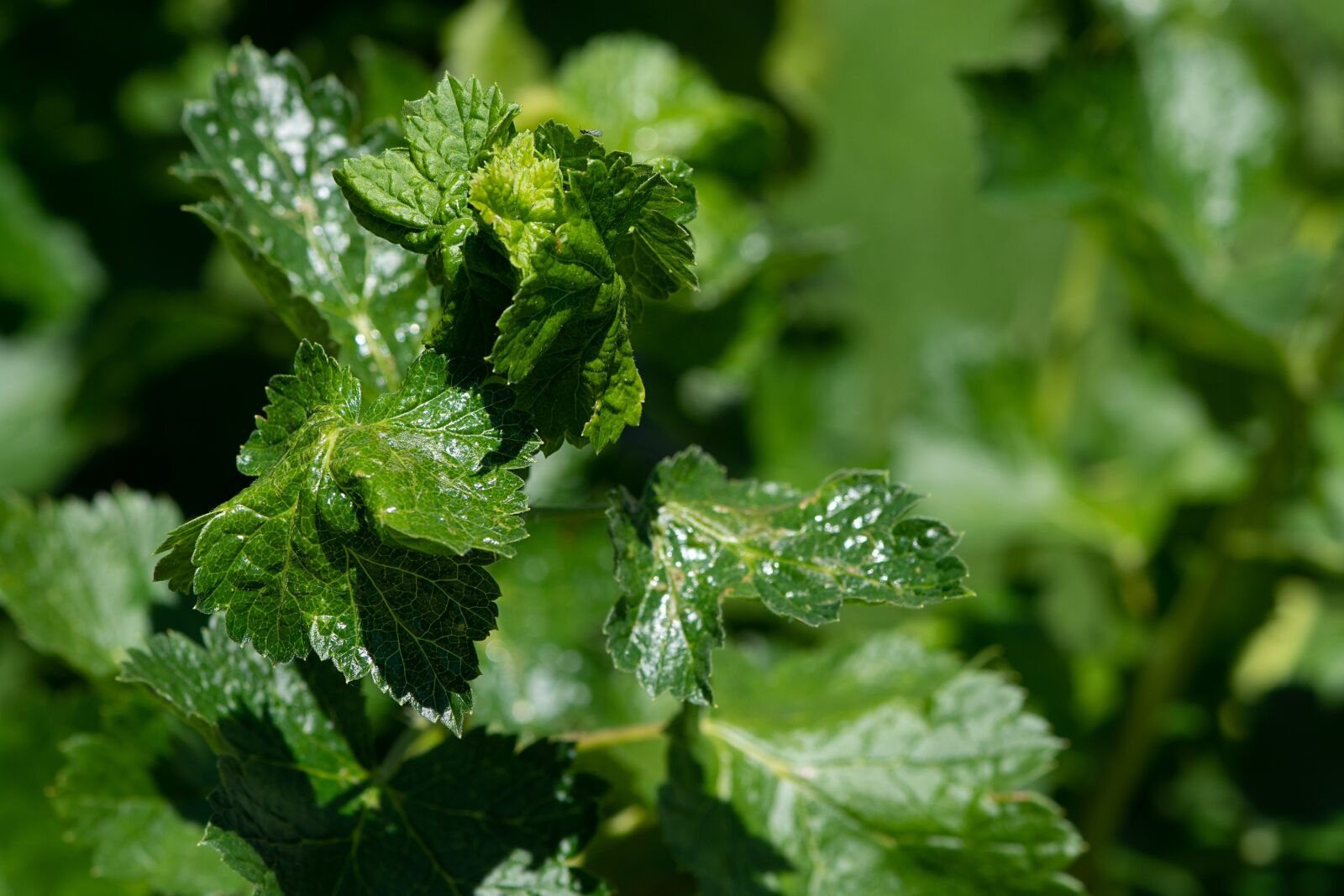 Nikon D7100 sample photo. Leaves, green, spring photography