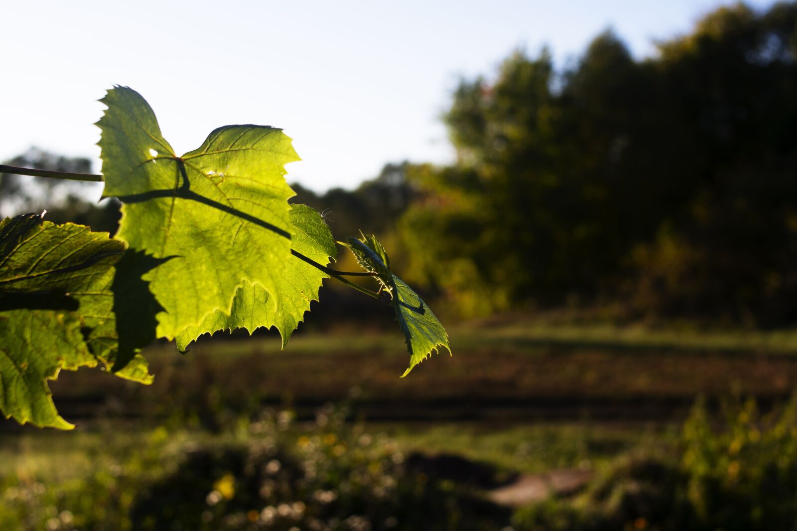 Nikon D3100 sample photo. Sheet, greens, sprig photography