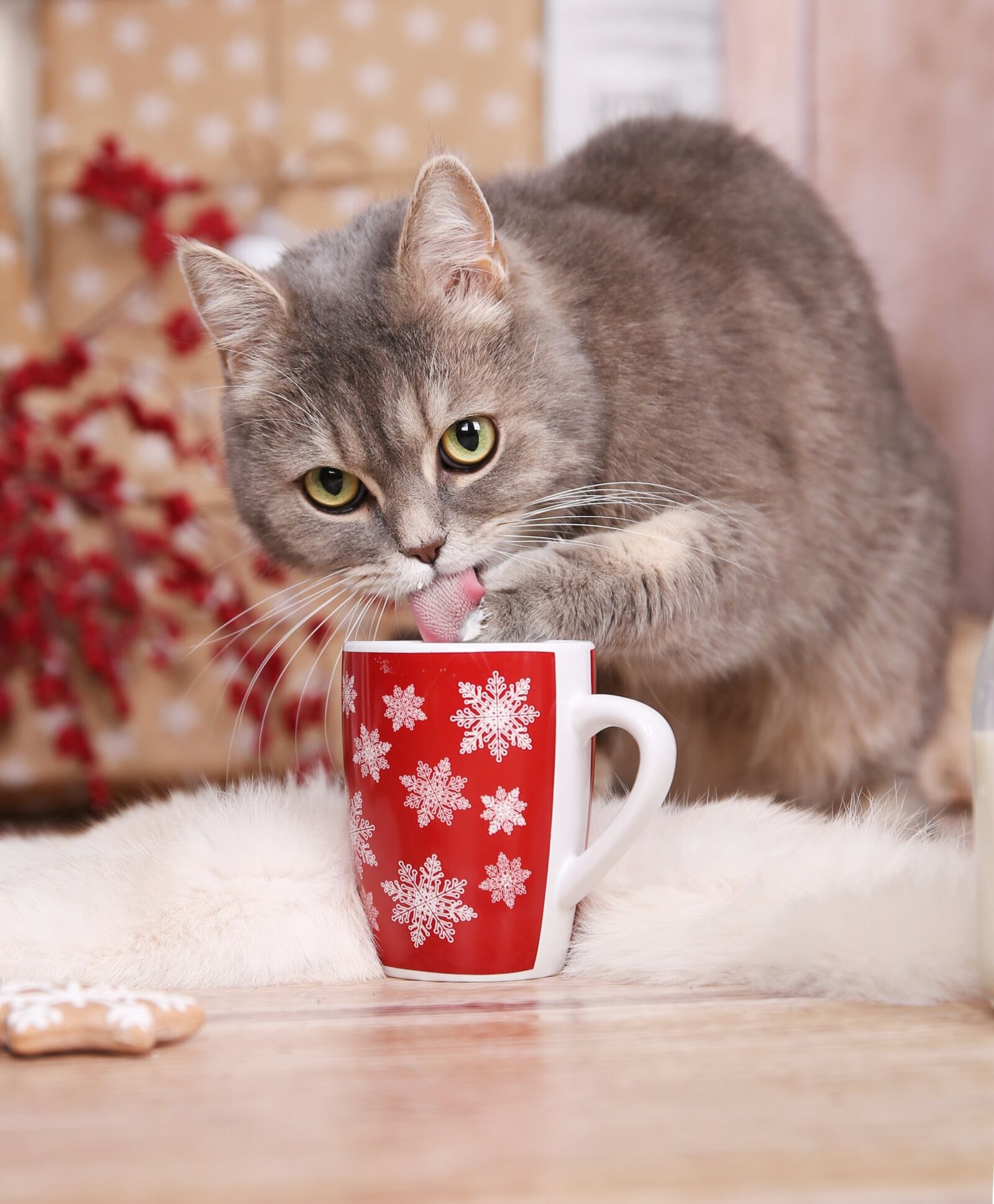 Canon 24-70mm F2.8 DG OS HSM | Art 017 sample photo. Cat, tomcat, christmas photography