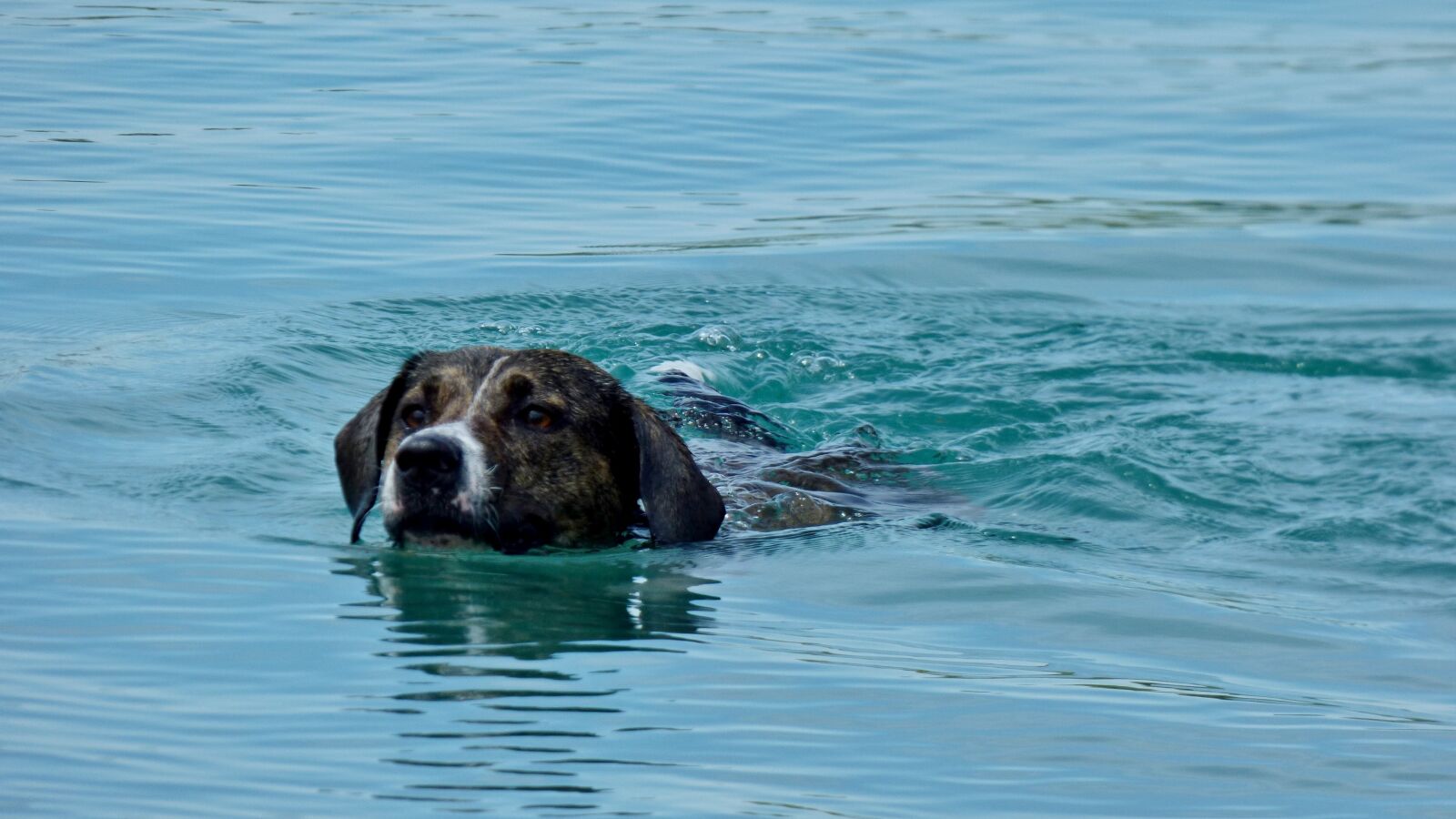 Panasonic DMC-FZ72 sample photo. Dog, floats, water photography