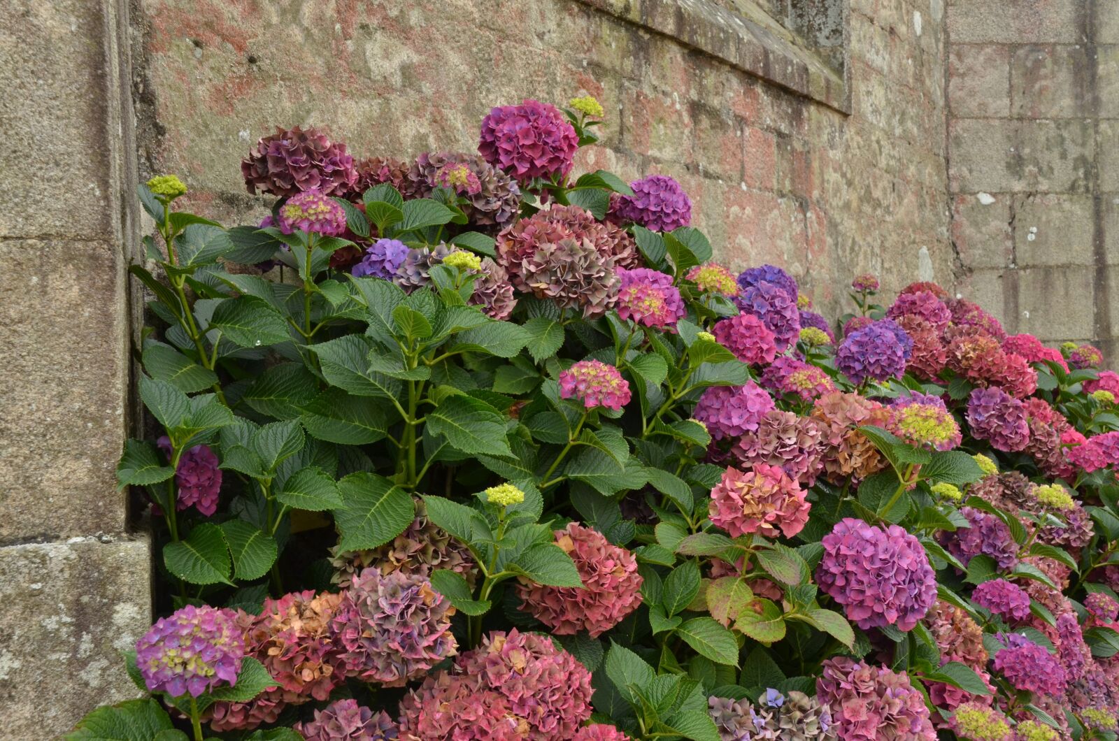 Nikon D7000 sample photo. Wall, hydrangea, plant photography