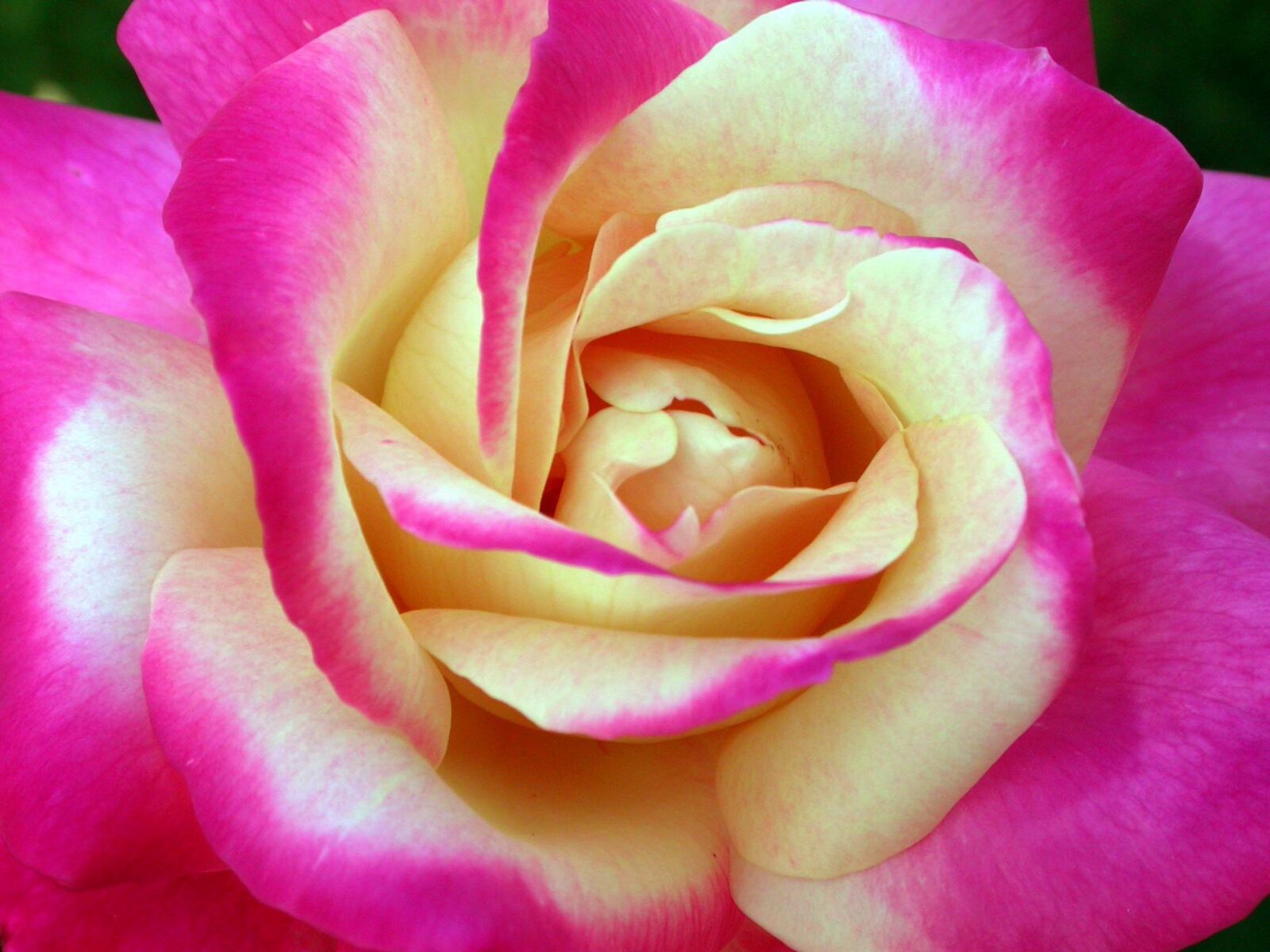 Nikon E4500 sample photo. Flower, rose, pink photography