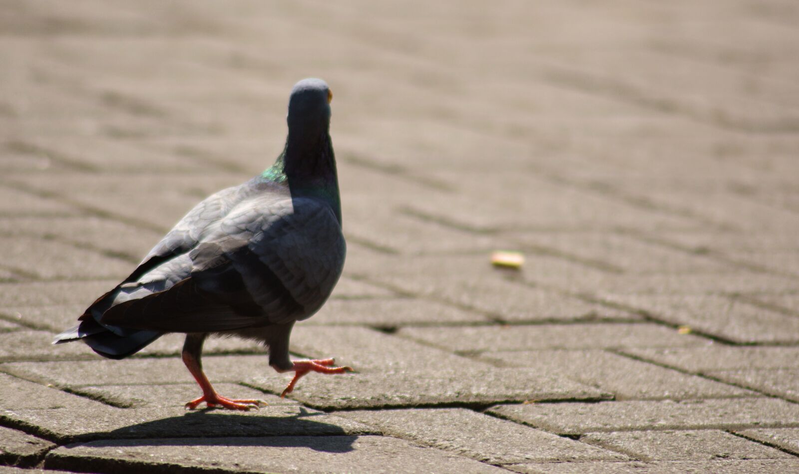 Nikon D5200 sample photo. Pigeon, dove, bird photography