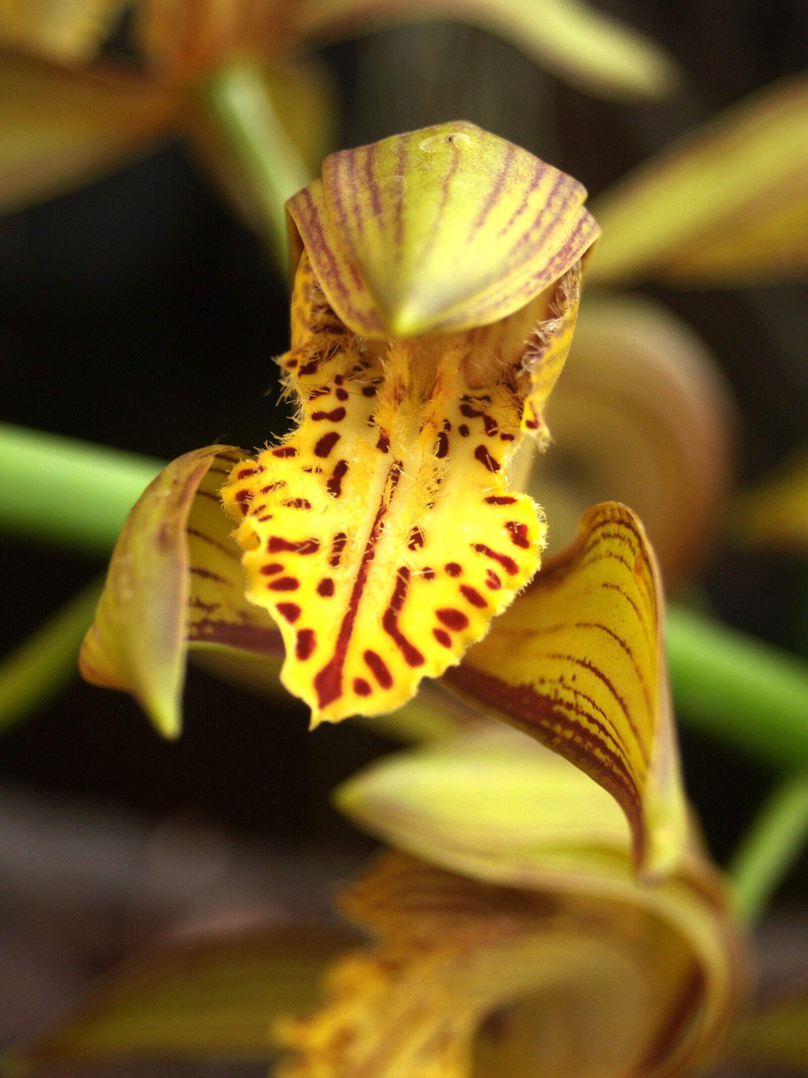 Olympus E-300 (EVOLT E-300) sample photo. Orchid, flower, bright photography