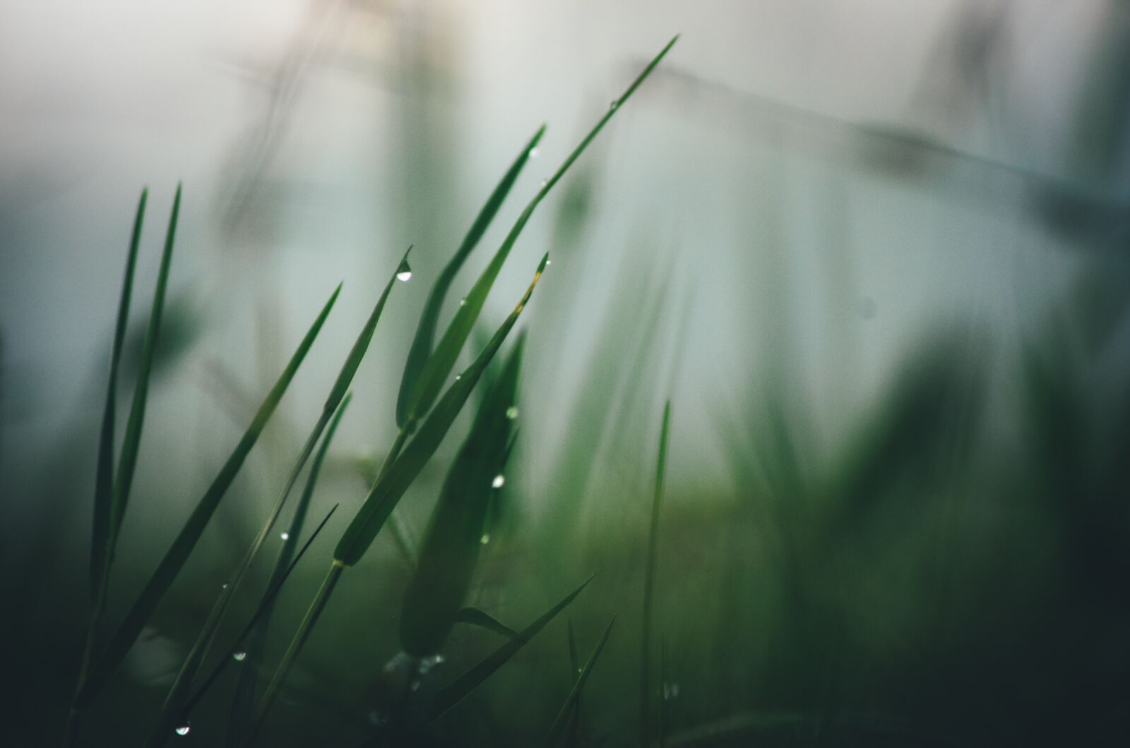 Nikon D5100 sample photo. Earth hour, nature, environment photography