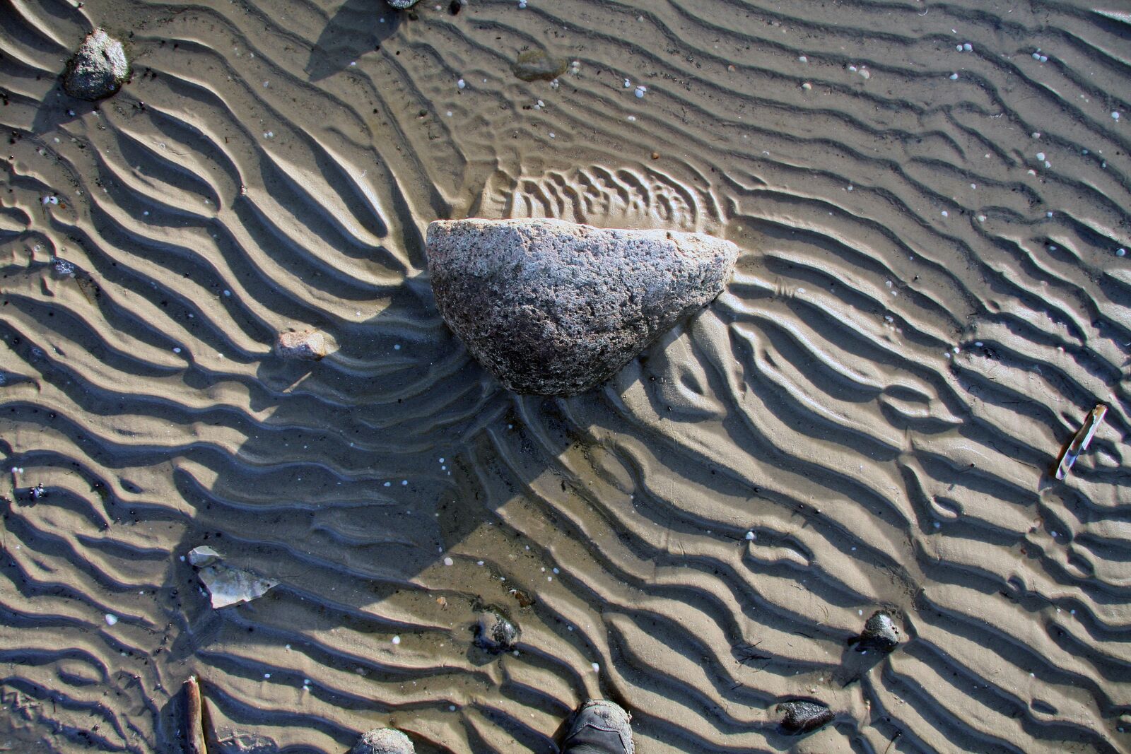 Canon EOS 40D sample photo. Shell, watts, wadden sea photography