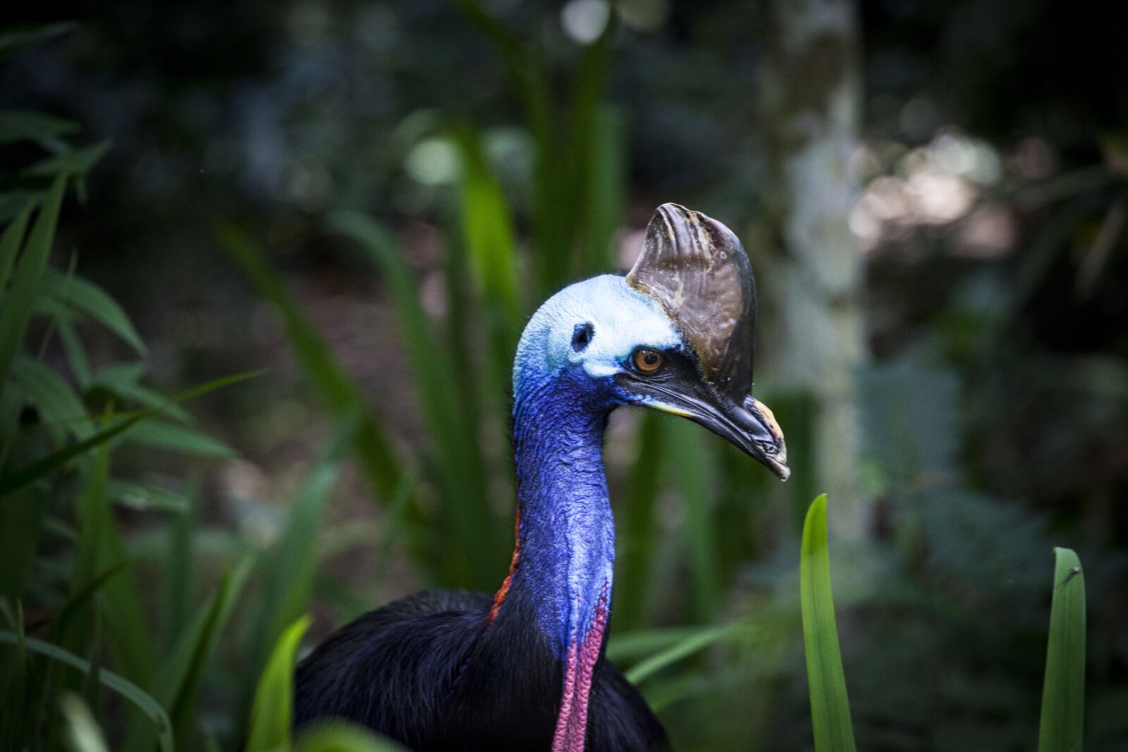 Canon EOS 5D Mark II sample photo. Cassowary, flightless bird, bird photography