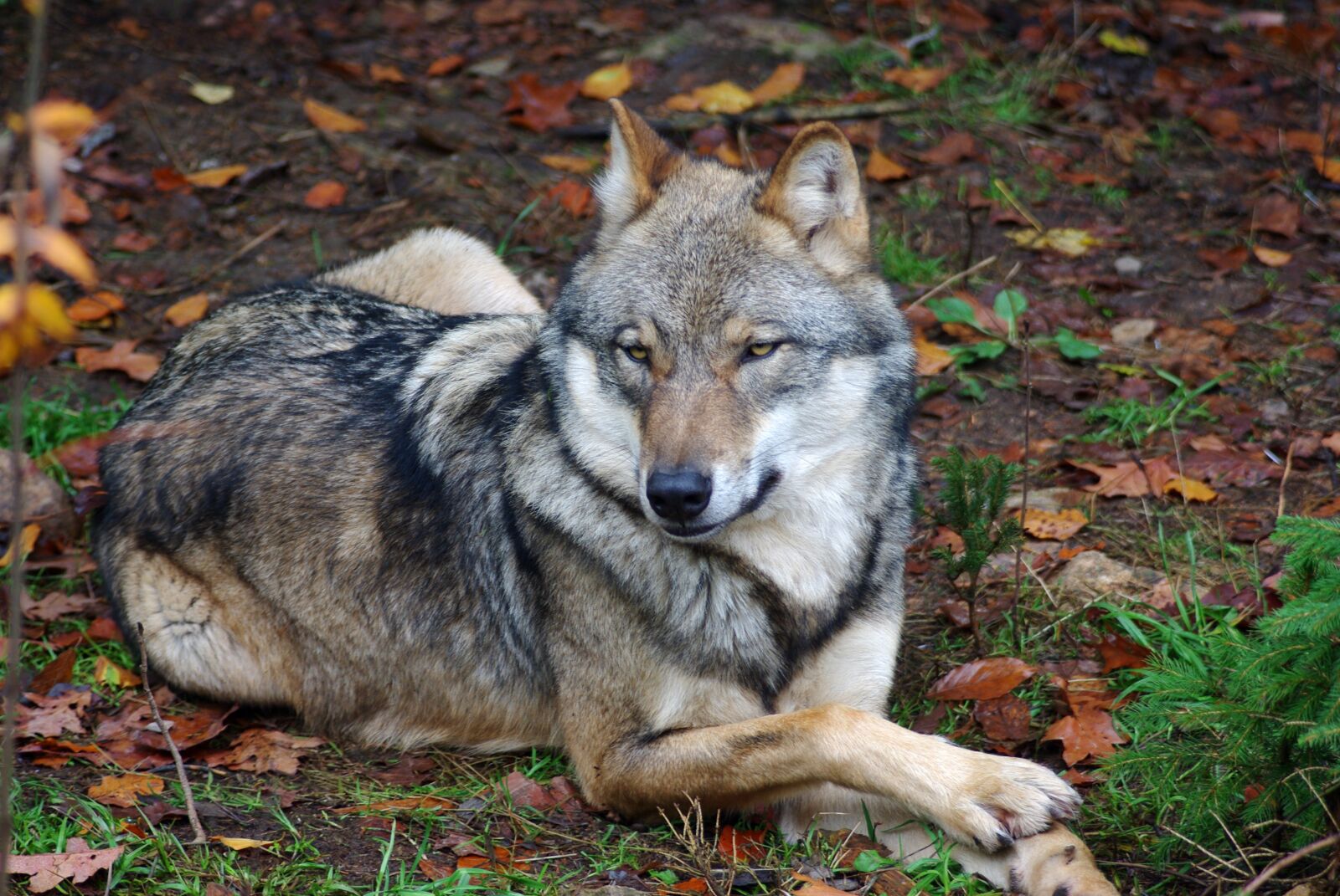 Pentax K-m (K2000) sample photo. Wolf, animal, predator photography