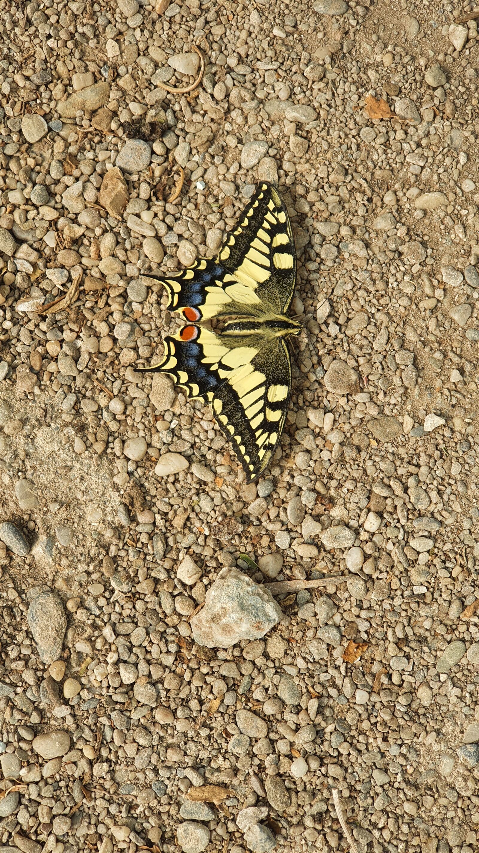 Samsung Galaxy S10+ sample photo. Butterfly, insects, species photography