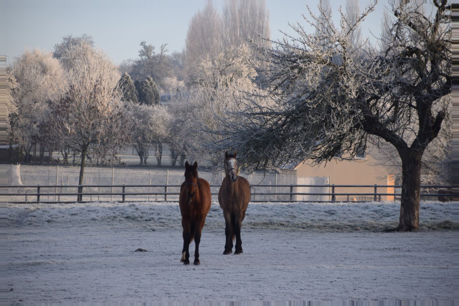 Nikon D5300 sample photo. Animals, horses, winter photography