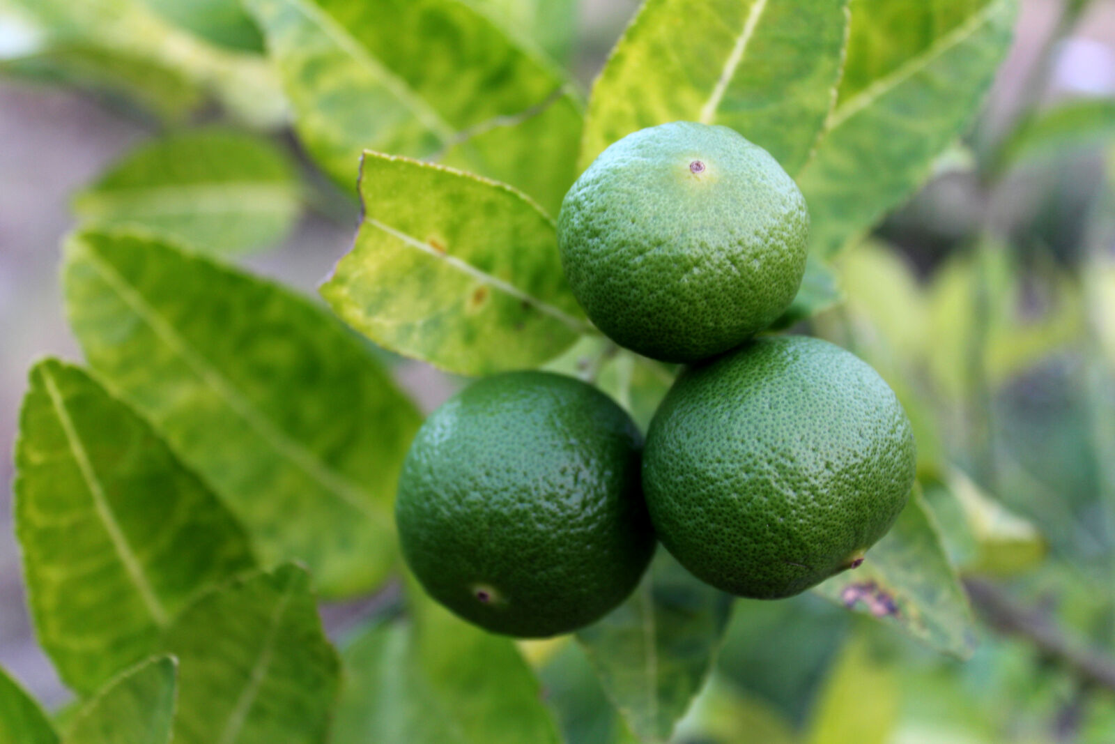 Canon EOS 650D (EOS Rebel T4i / EOS Kiss X6i) sample photo. Blur, citrus, fruit, close photography