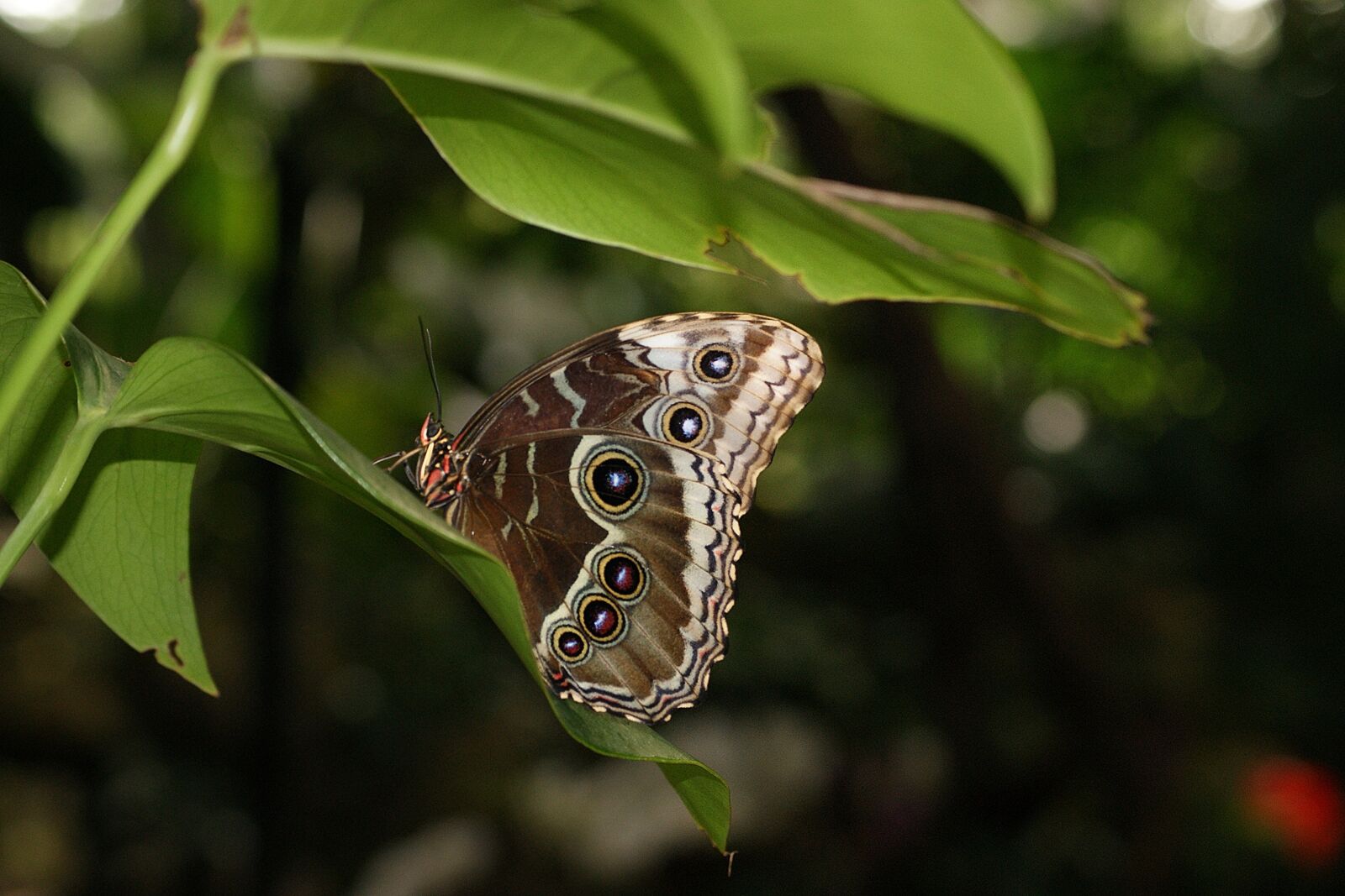 Sony Alpha DSLR-A390 sample photo. Butterfly, bug, butterflies photography