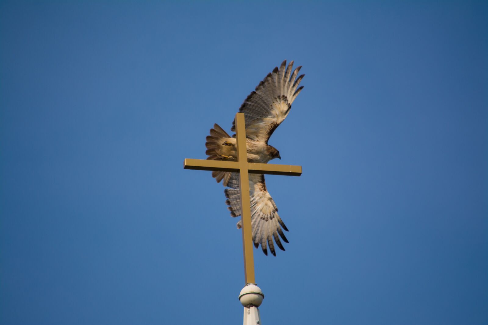 Nikon D7100 sample photo. Hawk, cross, flight photography