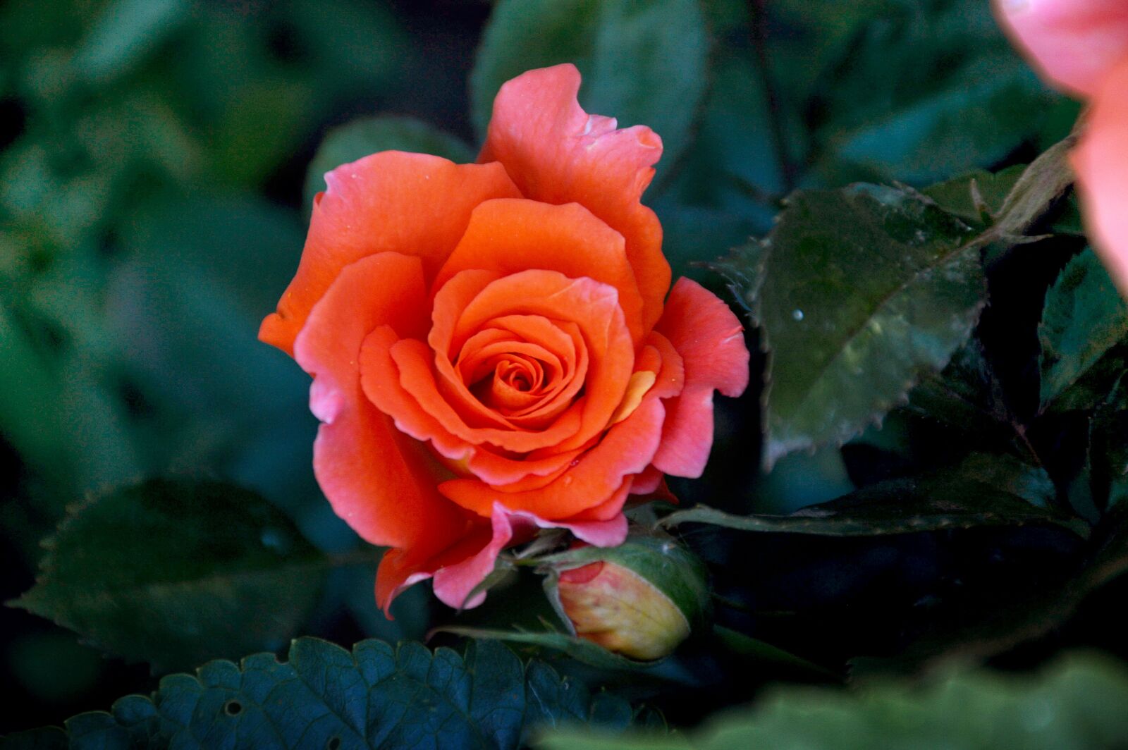Nikon D3200 sample photo. Rose, summer, tender rose photography