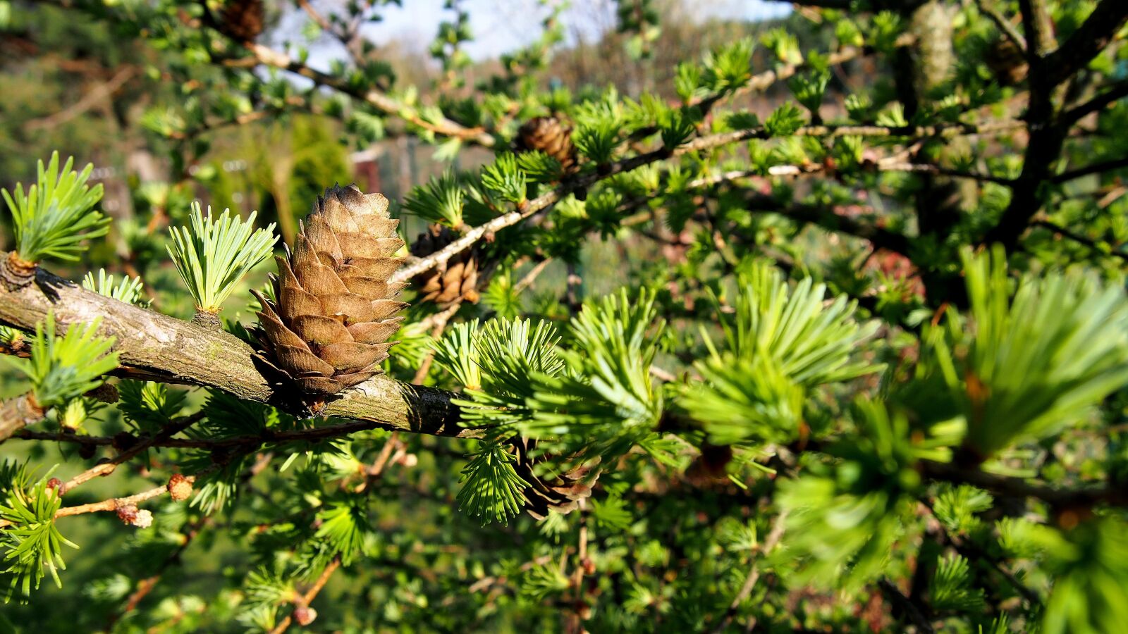 Olympus PEN E-PL6 sample photo. Pine cone, larch, nature photography
