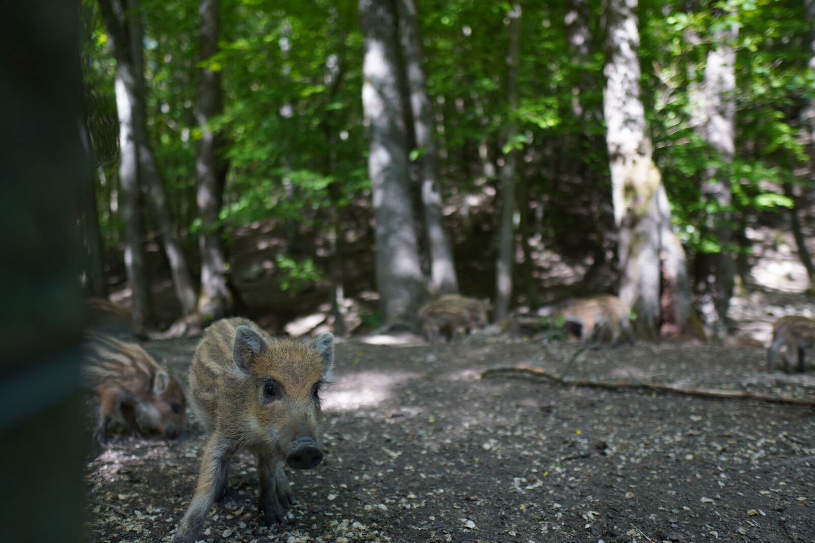 Sony a6400 + Sigma 16mm F1.4 DC DN | C sample photo. Wild boar, pig, sows photography