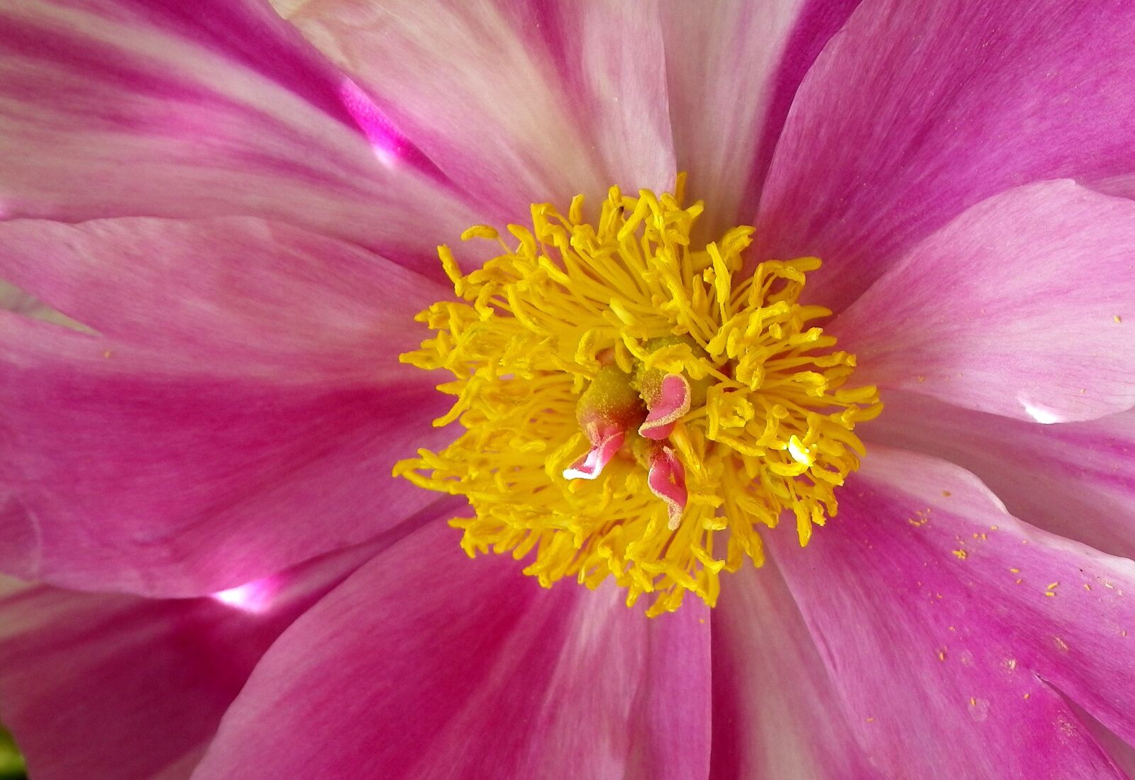 Pentax Optio W90 sample photo. Peony, close up, pink photography