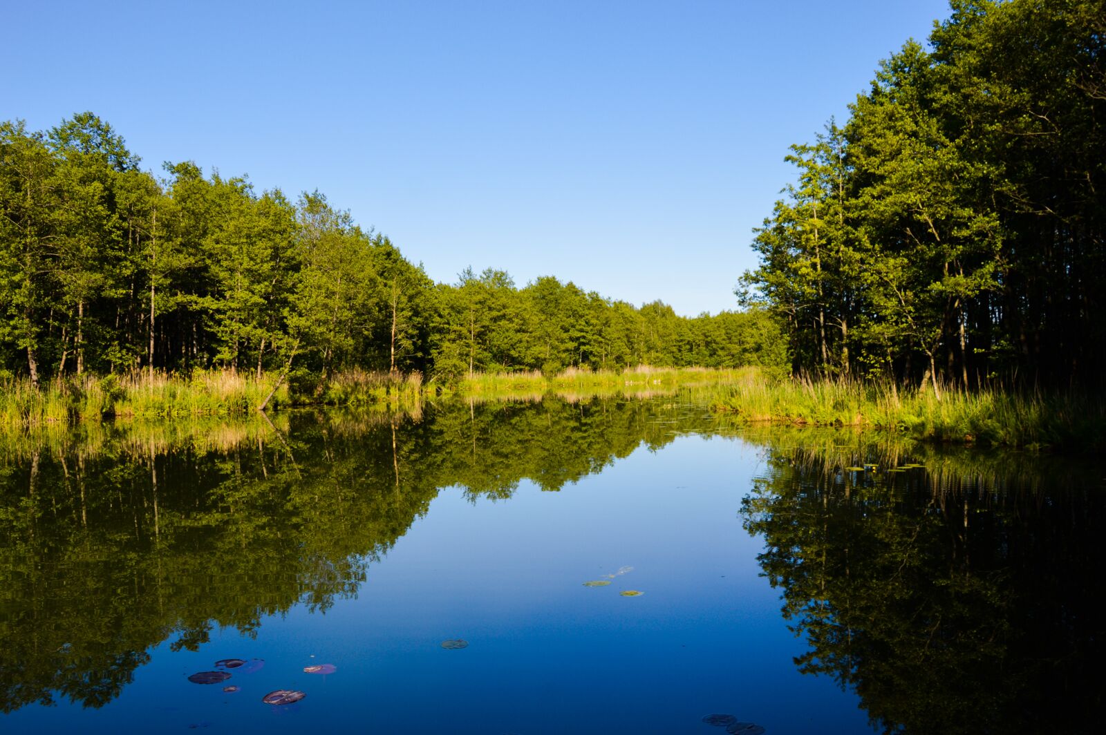 Nikon D3200 sample photo. Forest, masuria, water photography