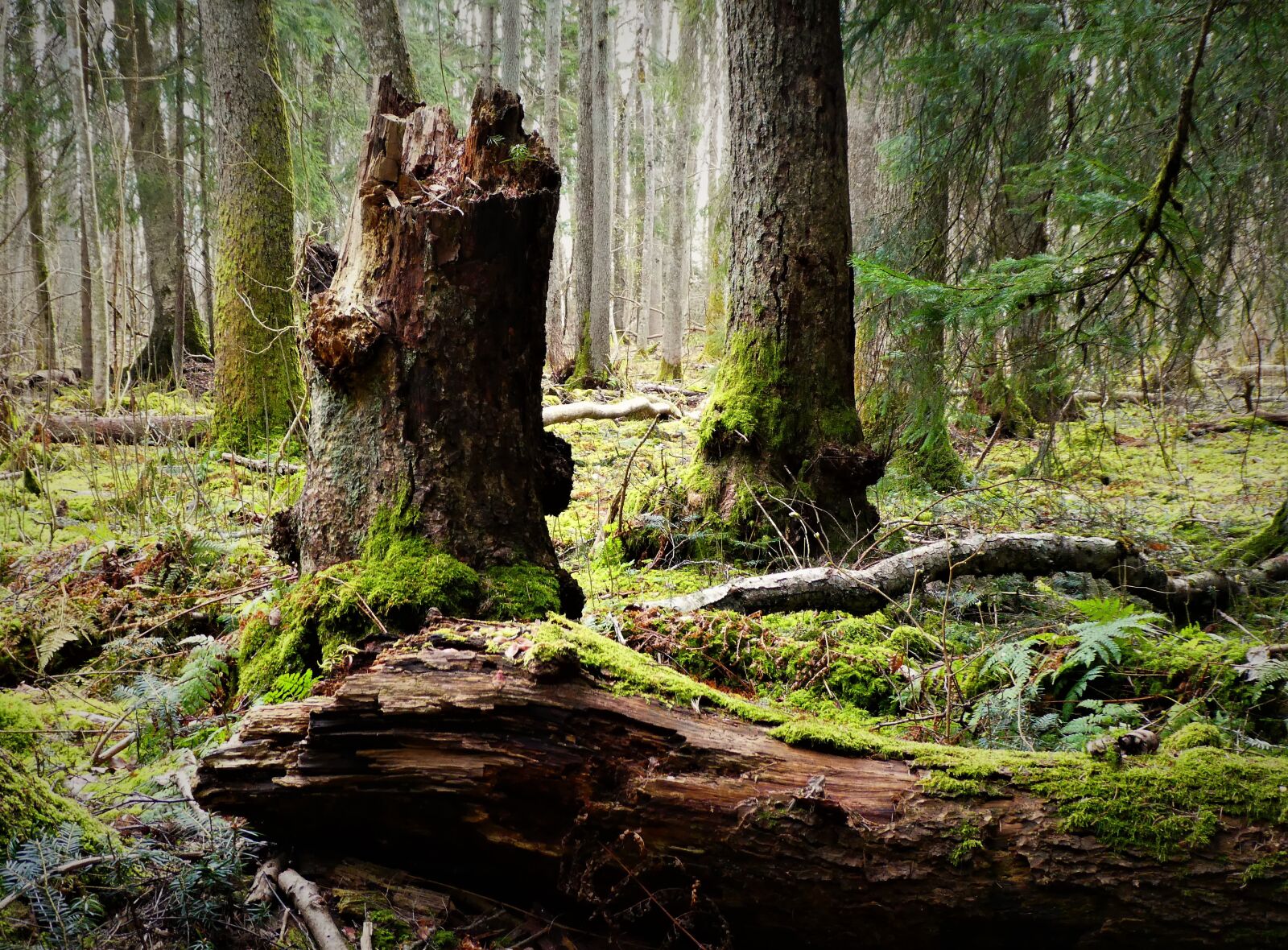 Panasonic Lumix DMC-ZS60 (Lumix DMC-TZ80) sample photo. Forest, trees, nature photography