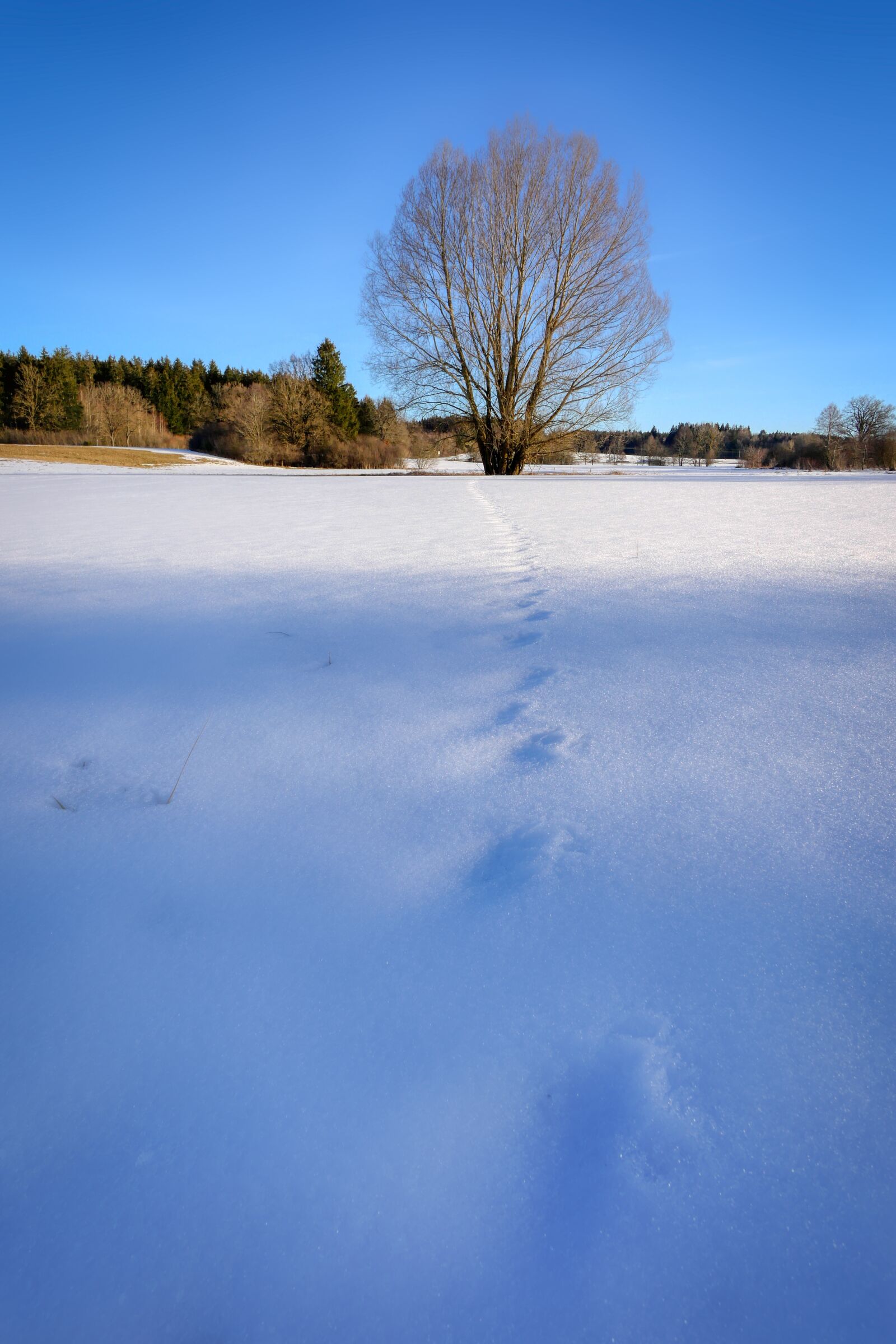 Panasonic Lumix DMC-GX8 sample photo. Winter, nature, landscape photography